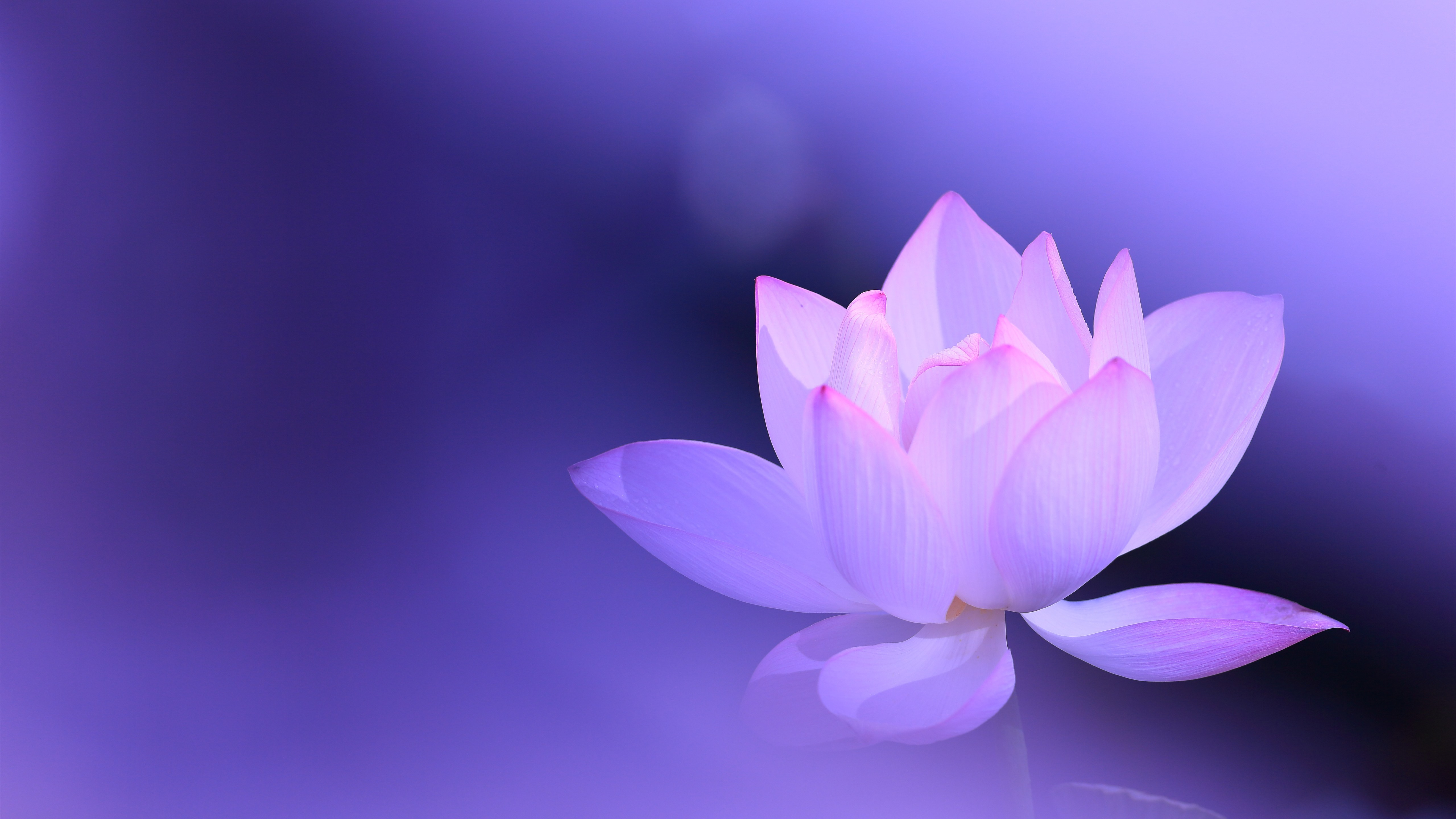 Wallpaper Pink Lotus, Petals, Purple Background, Hazy, - Purple Lotus Flower Background - HD Wallpaper 