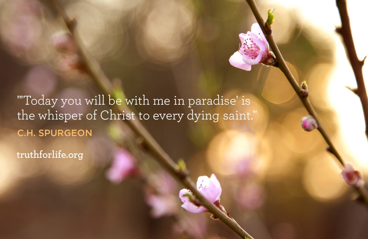 Today You Will Be With Me In Paradise - HD Wallpaper 