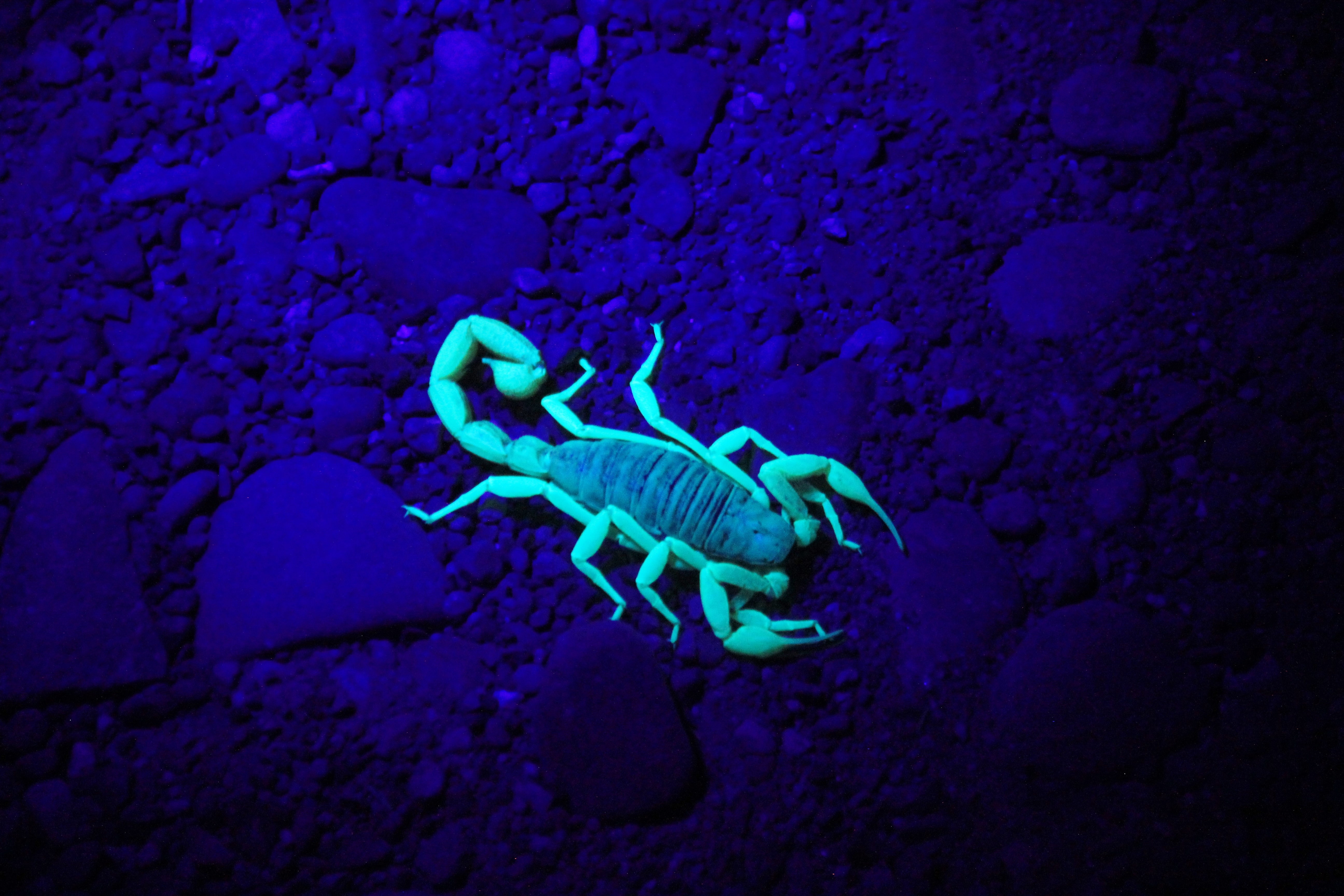 Scorpion Animal - HD Wallpaper 