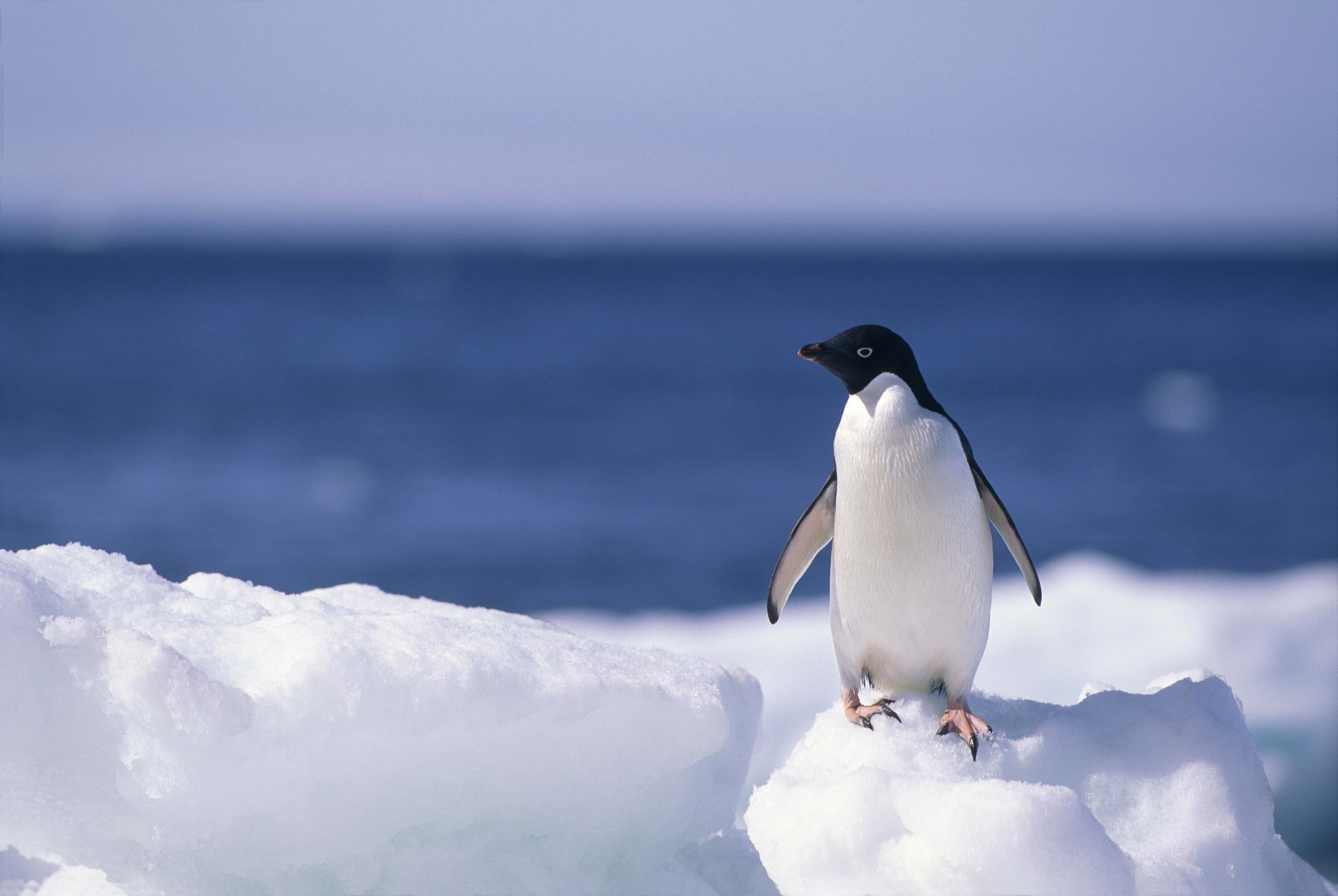 Free Penguin Wallpaper Desktop Background « Long Wallpapers - Penguin Background - HD Wallpaper 