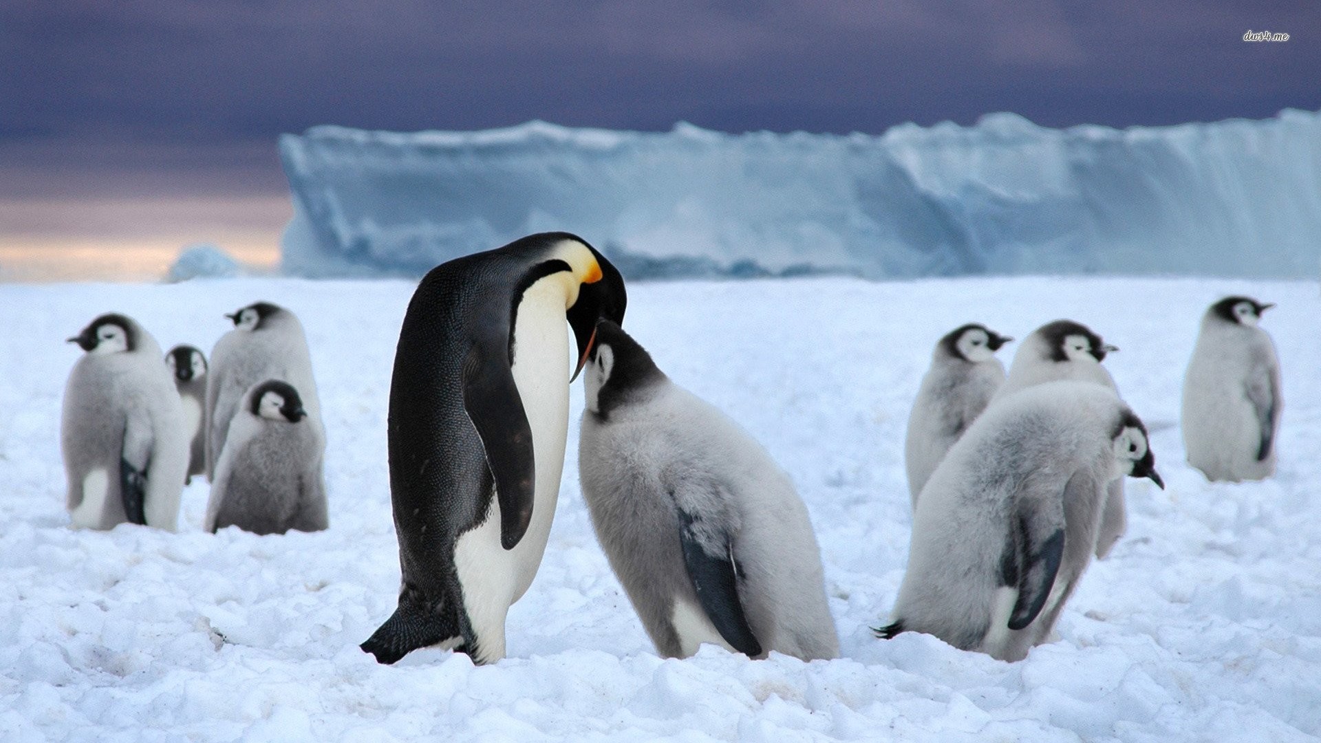 Emperor Penguin Computer Wallpapers Desktop Backgrounds - Pinguin Op De Zuidpool - HD Wallpaper 