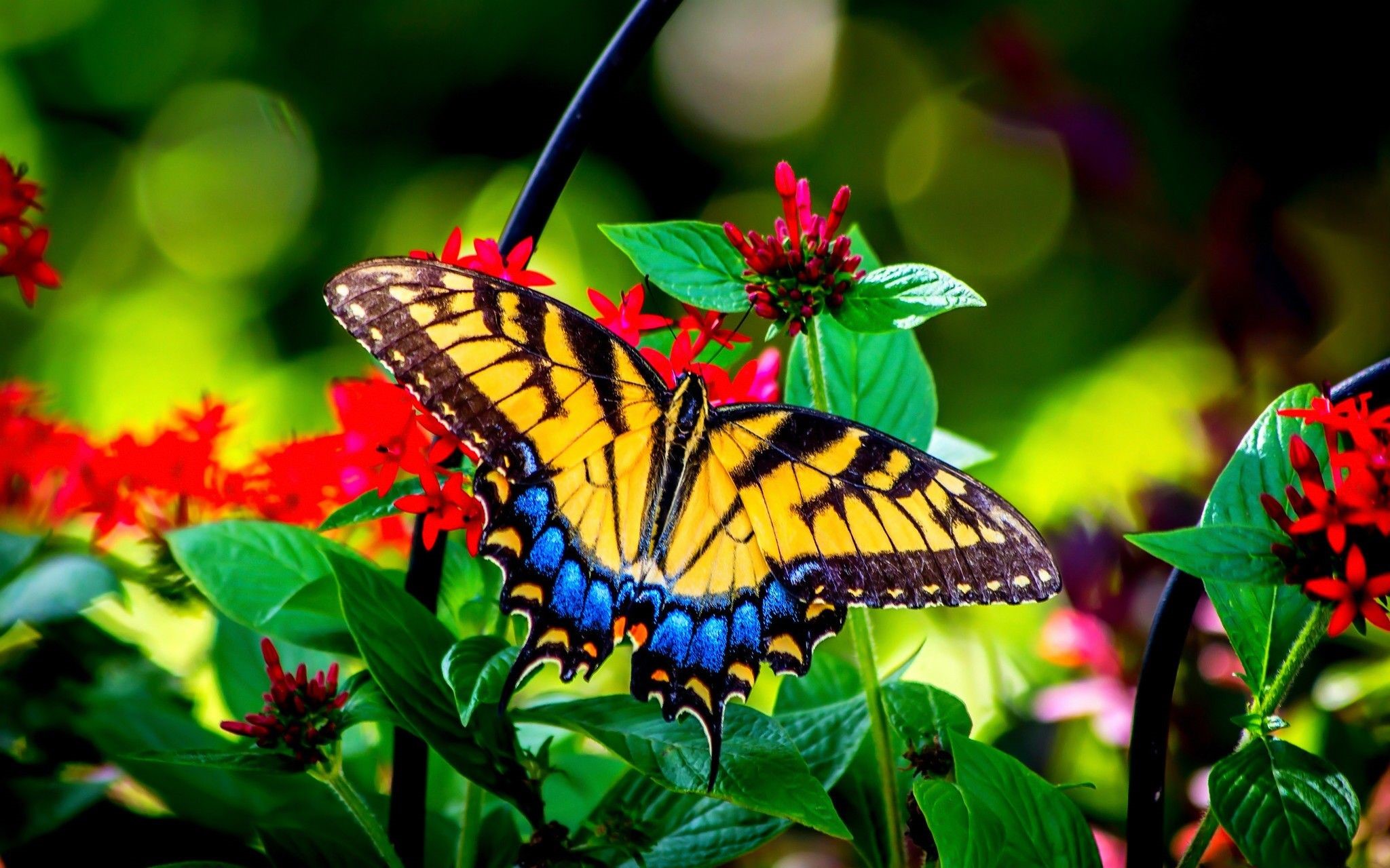 Beautiful Butterfly In Nature - HD Wallpaper 