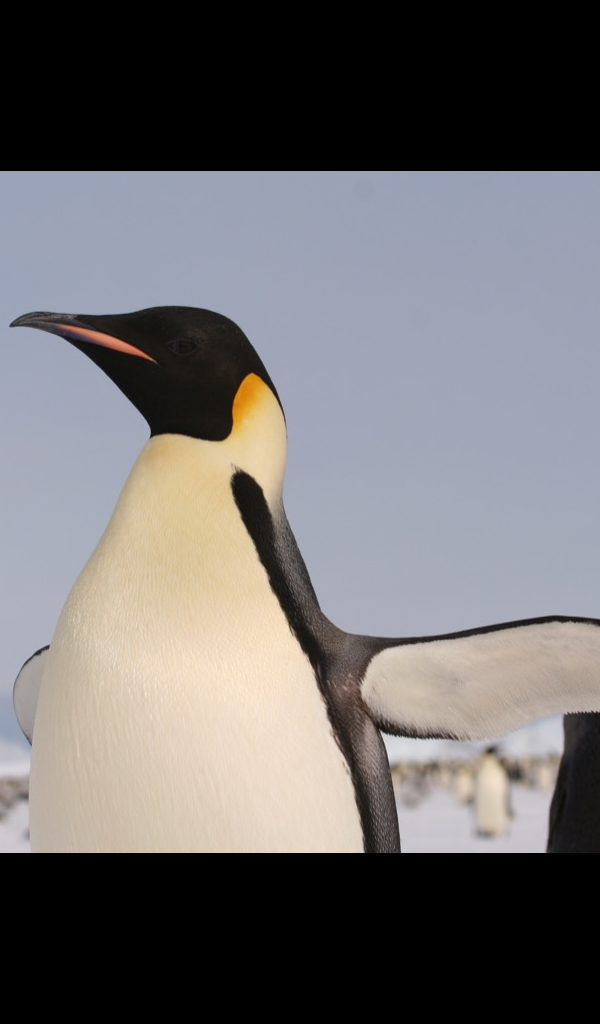 Emperor Penguin - HD Wallpaper 