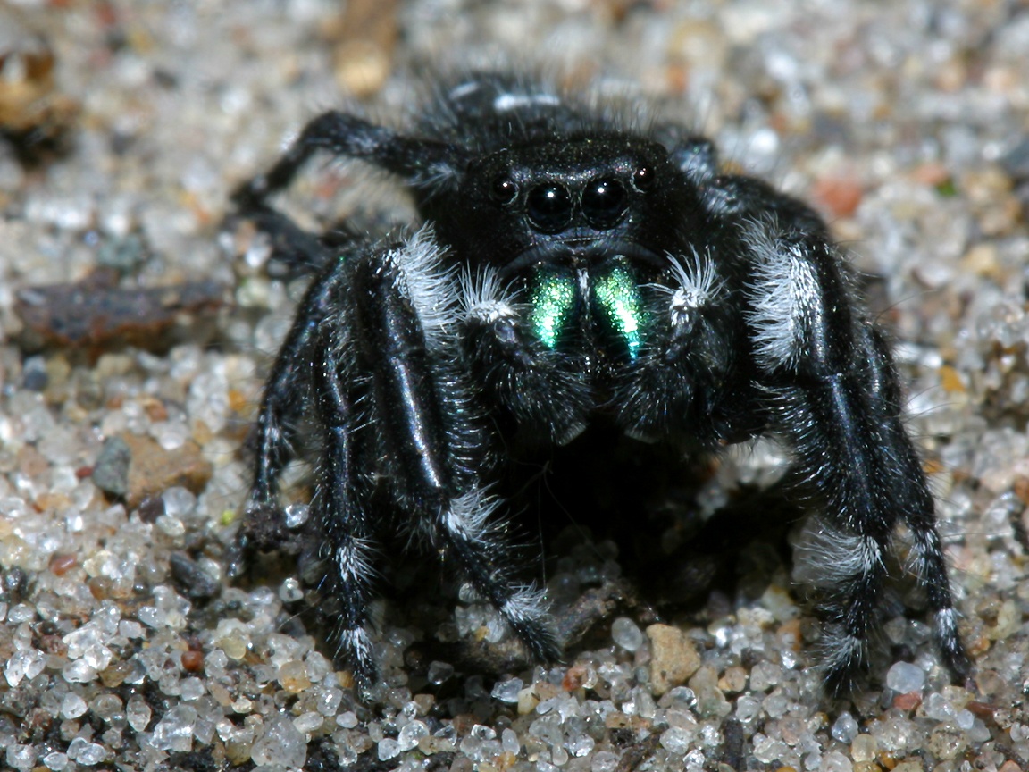 Jumping Spider Spiders California - HD Wallpaper 