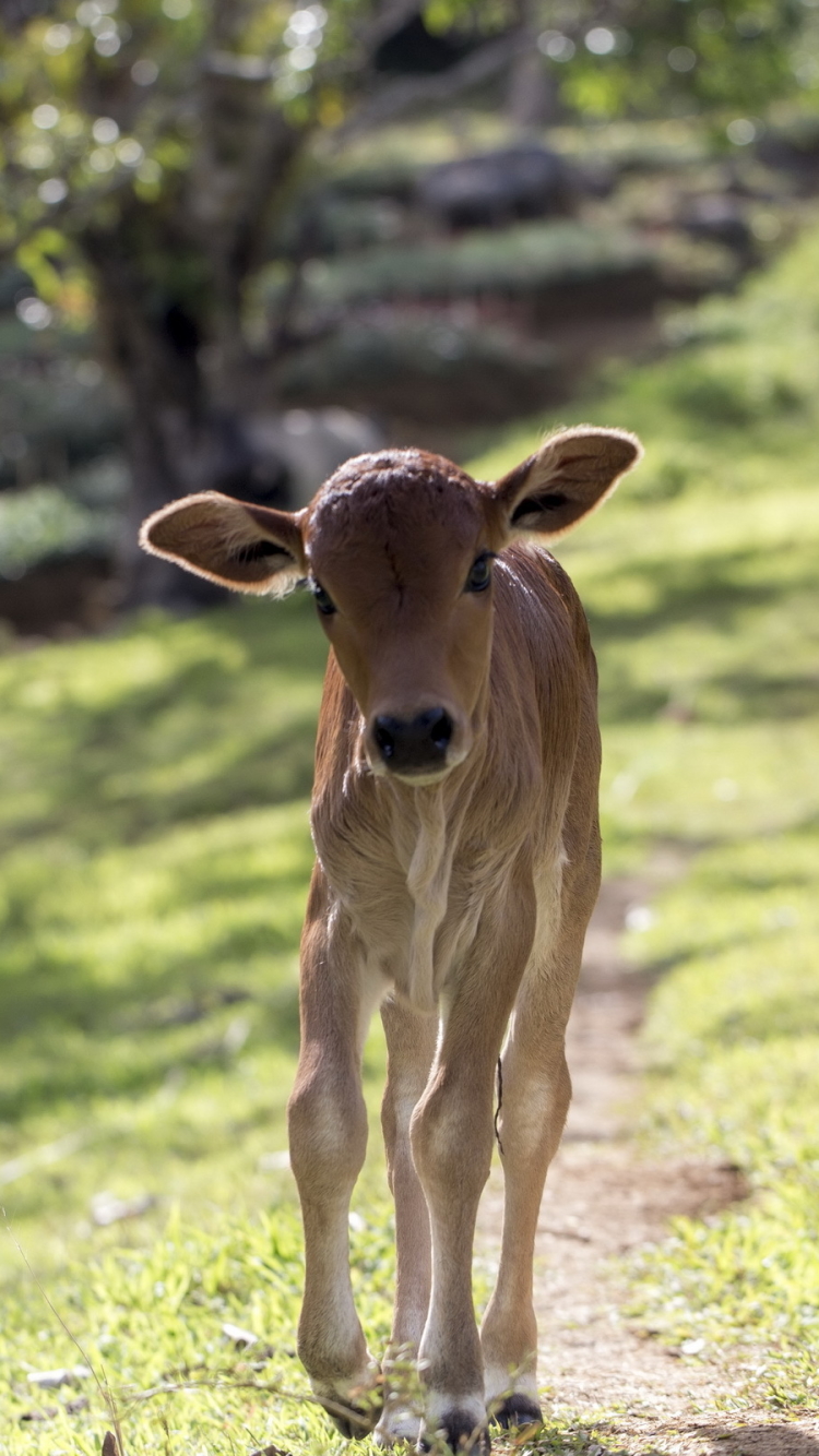 Cow Hd Wallpaper For Mobile - 750x1334 Wallpaper - teahub.io