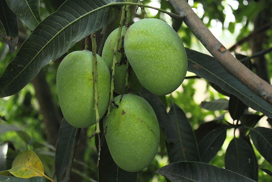 Mango, Tree, Green, Food, Health, Healthy, Food And - Download Images Mango Plant - HD Wallpaper 