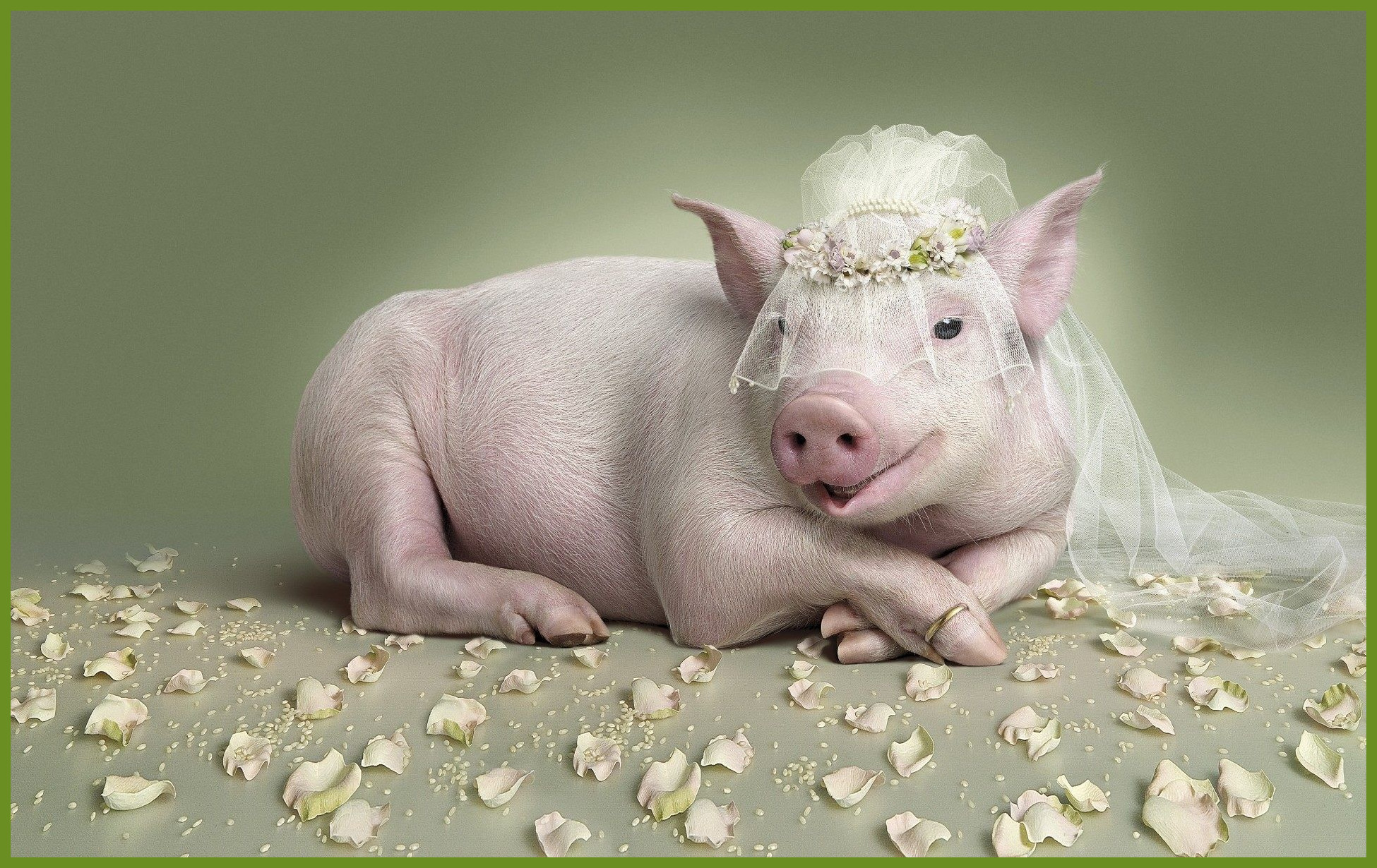 Pig Cute Cute Pig Wallpaper Backgrounds Stunning Funny - Pig With A Wedding Veil - HD Wallpaper 