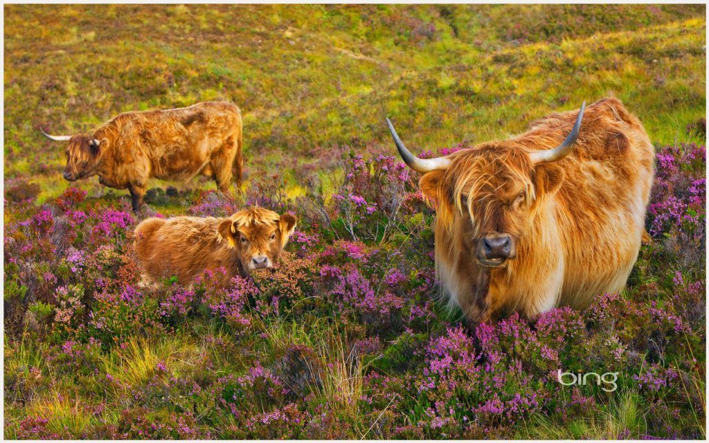 Scottish Highland Cow - HD Wallpaper 