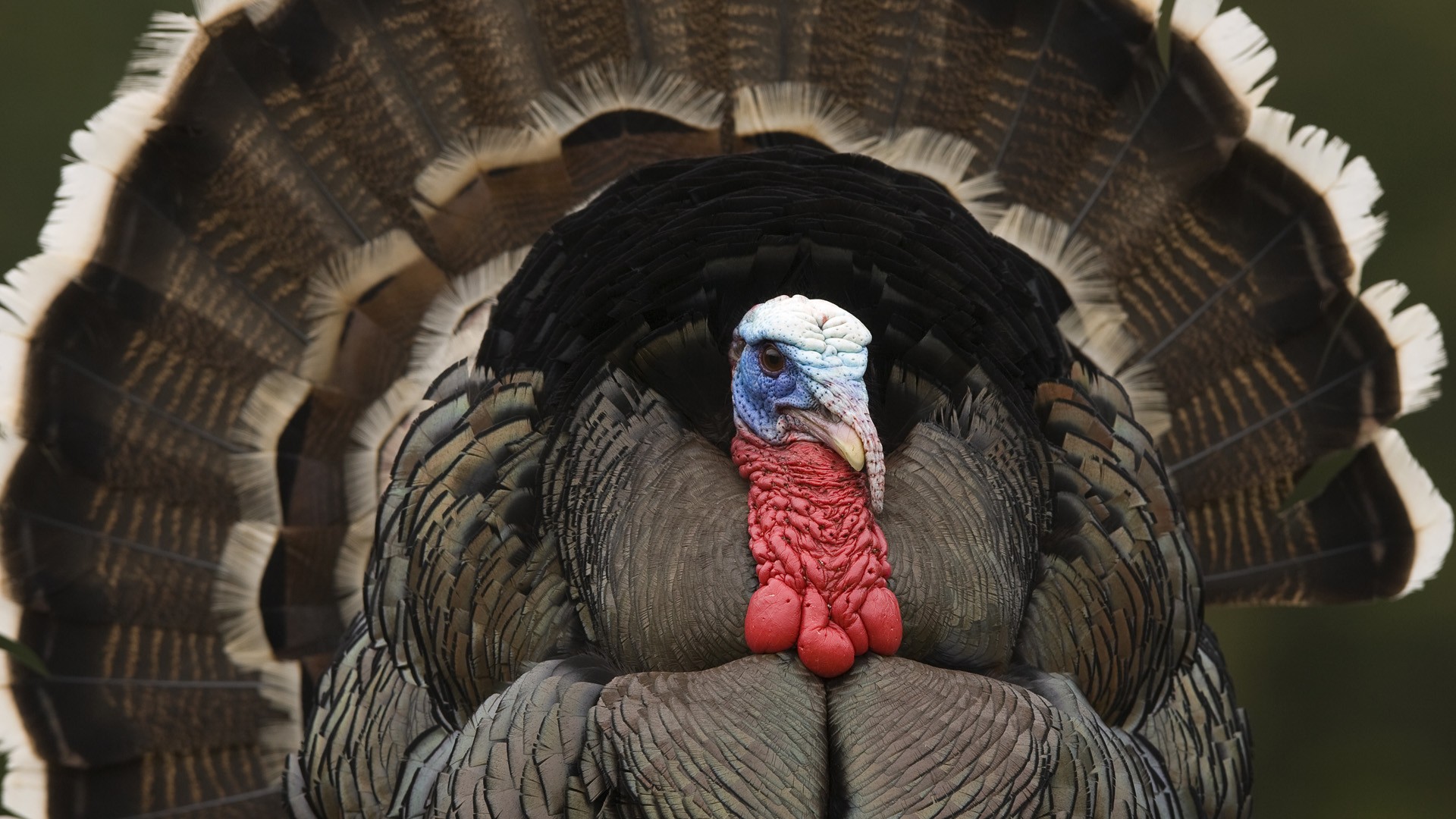 Turkey Desktop Background - HD Wallpaper 