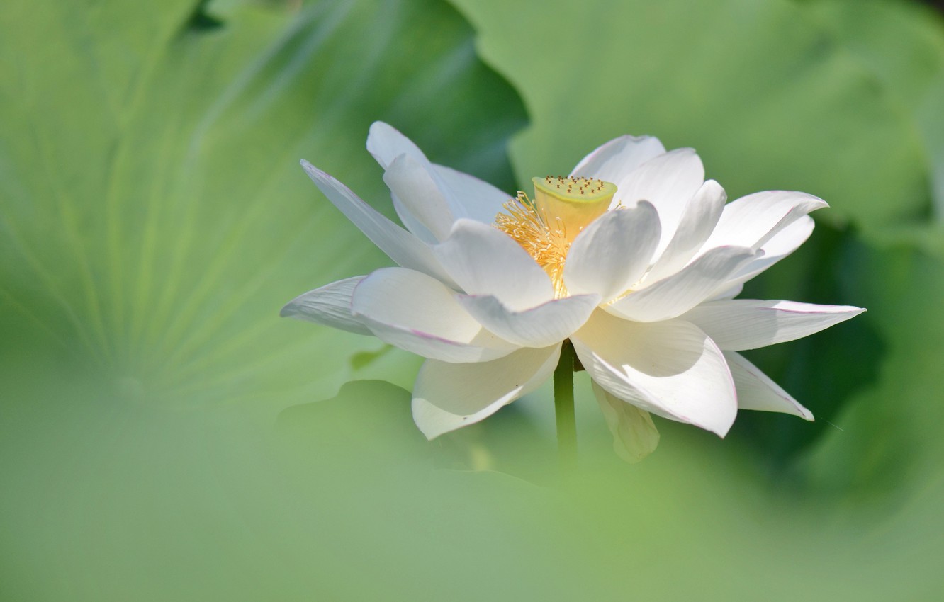 Photo Wallpaper White, Flower, Green, Background, Lotus - Sacred Lotus - HD Wallpaper 