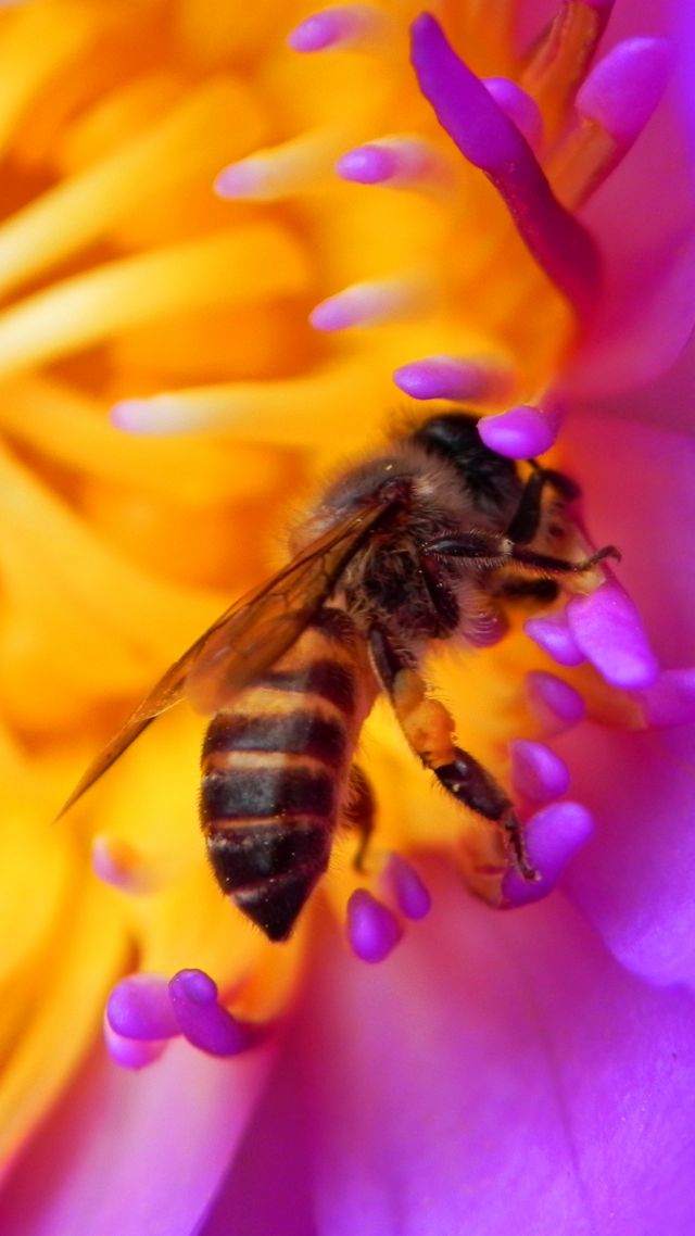 Bee, 4k, Hd Wallpaper, Flower, Red, Insects - Bee Wallpaper Hd - HD Wallpaper 