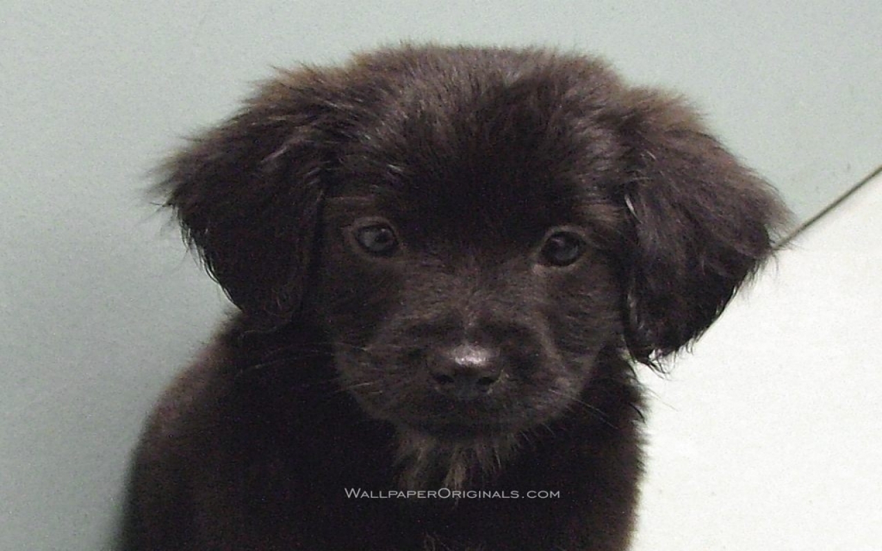 Black Lab Puppy - Fluffy Black Labrador Puppies - HD Wallpaper 