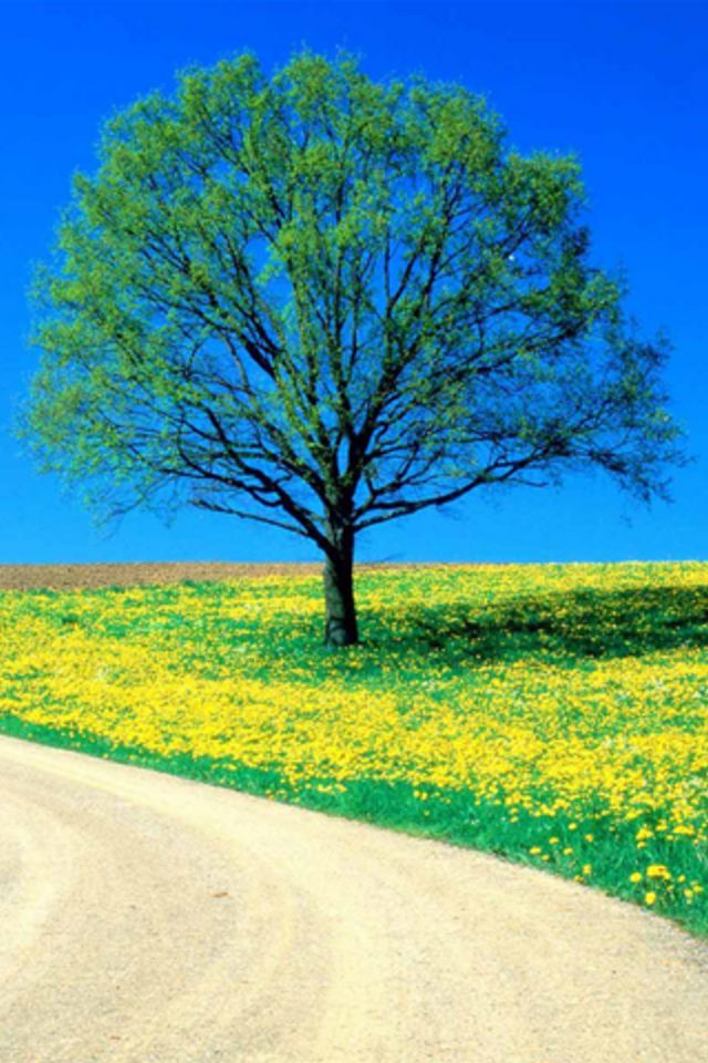 Flowers Spring Road Wallpaper - Most Beautiful Wallpaper For Iphone - HD Wallpaper 