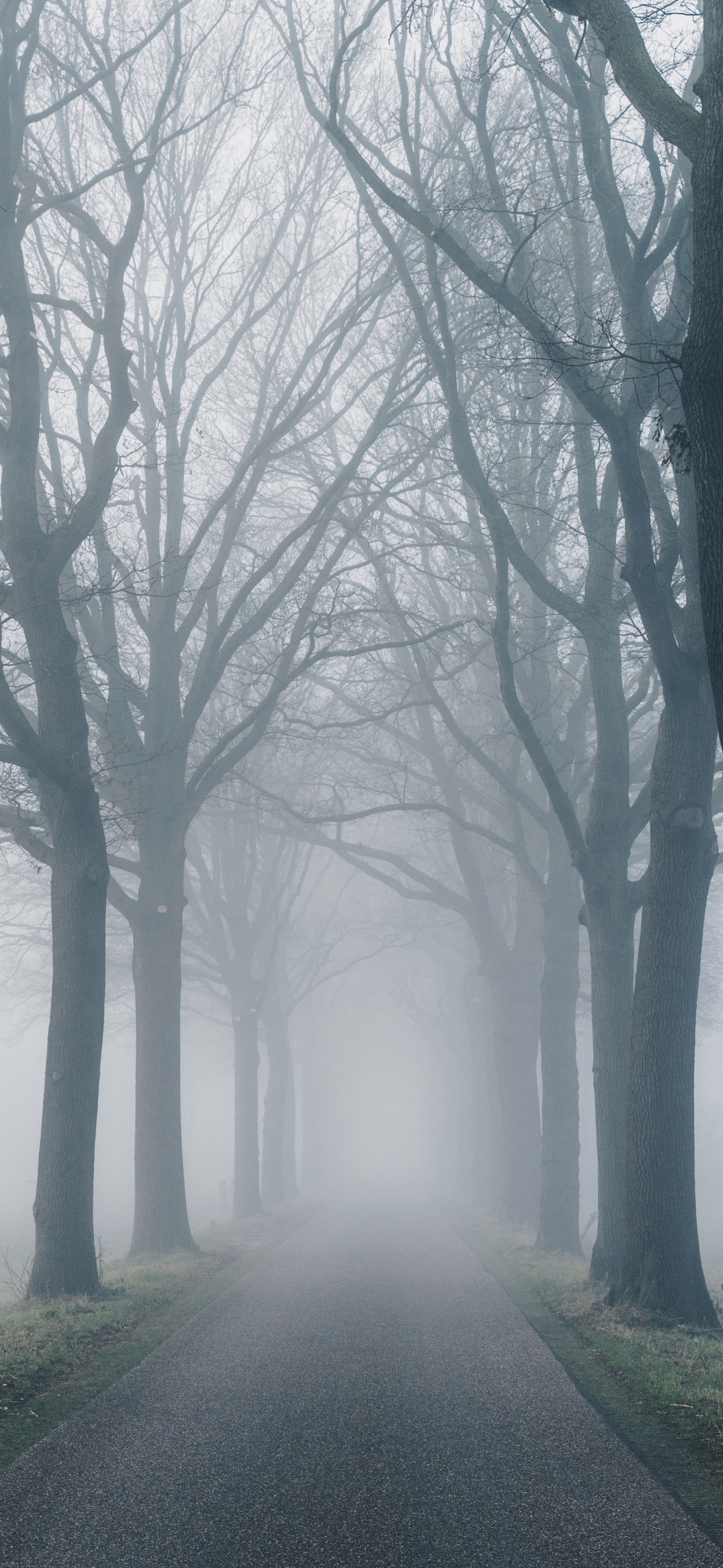 Wallpaper - HD Wallpaper 