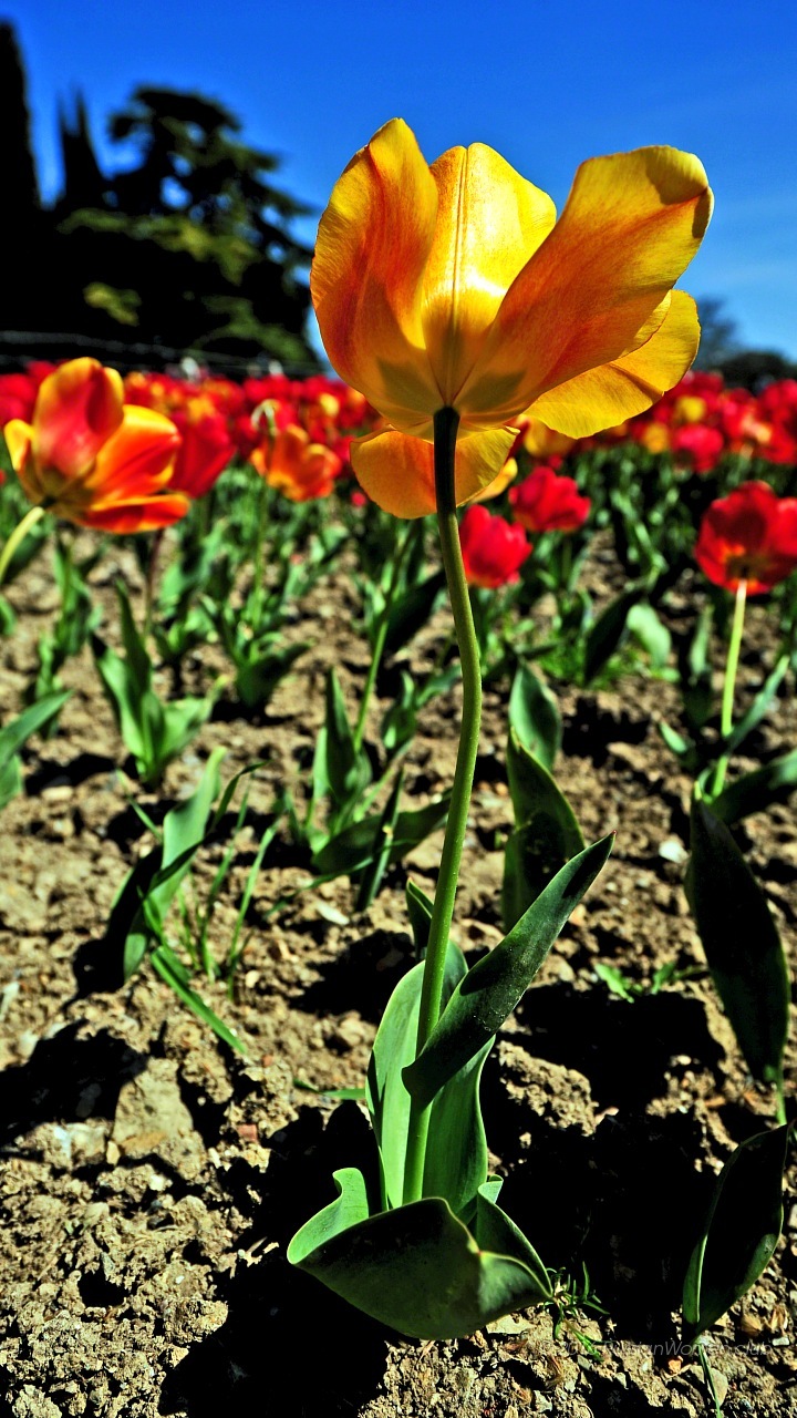 Asus Zenfone Max Zc550kl Background - Mobile Phone - HD Wallpaper 