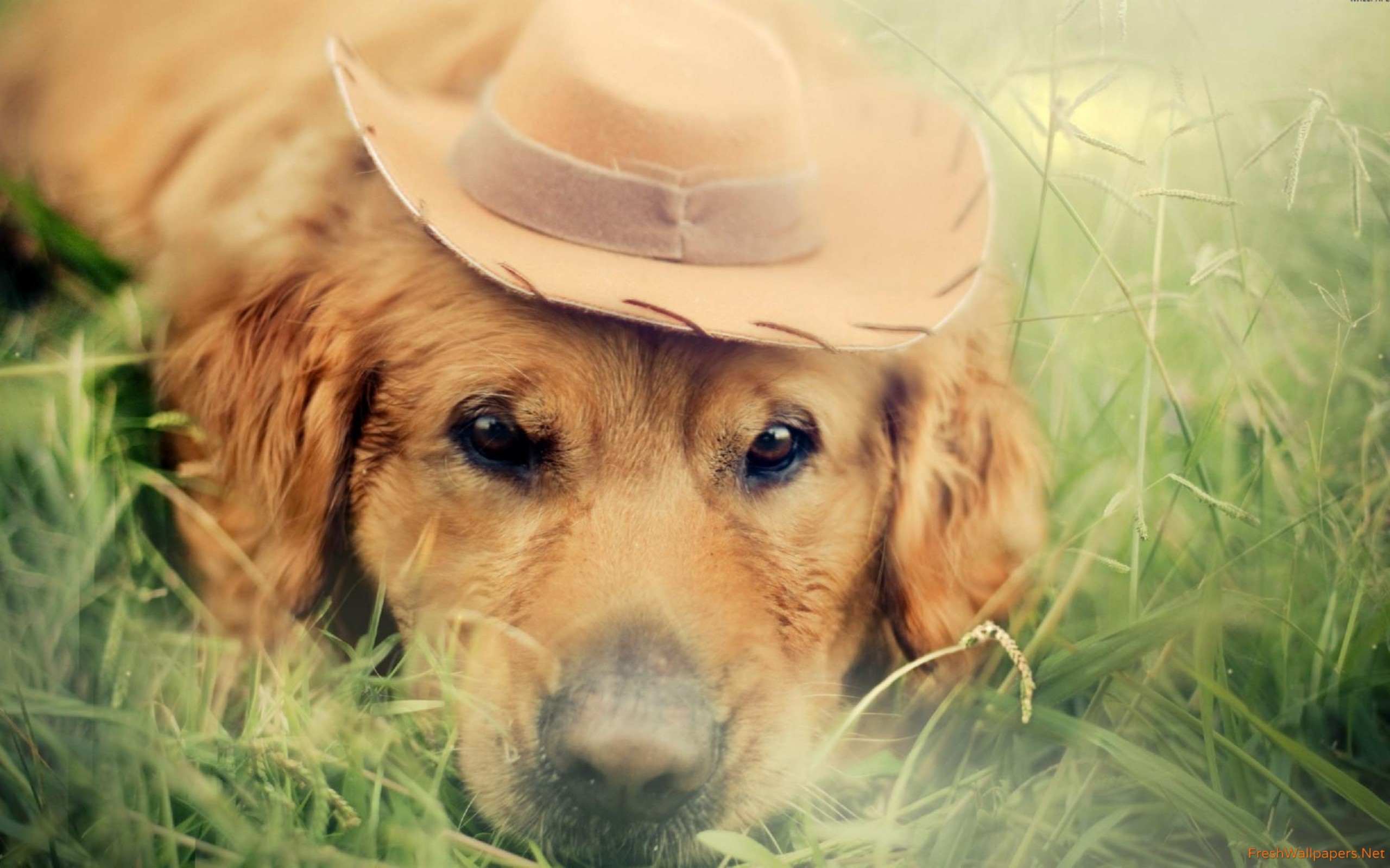 Retriever - HD Wallpaper 