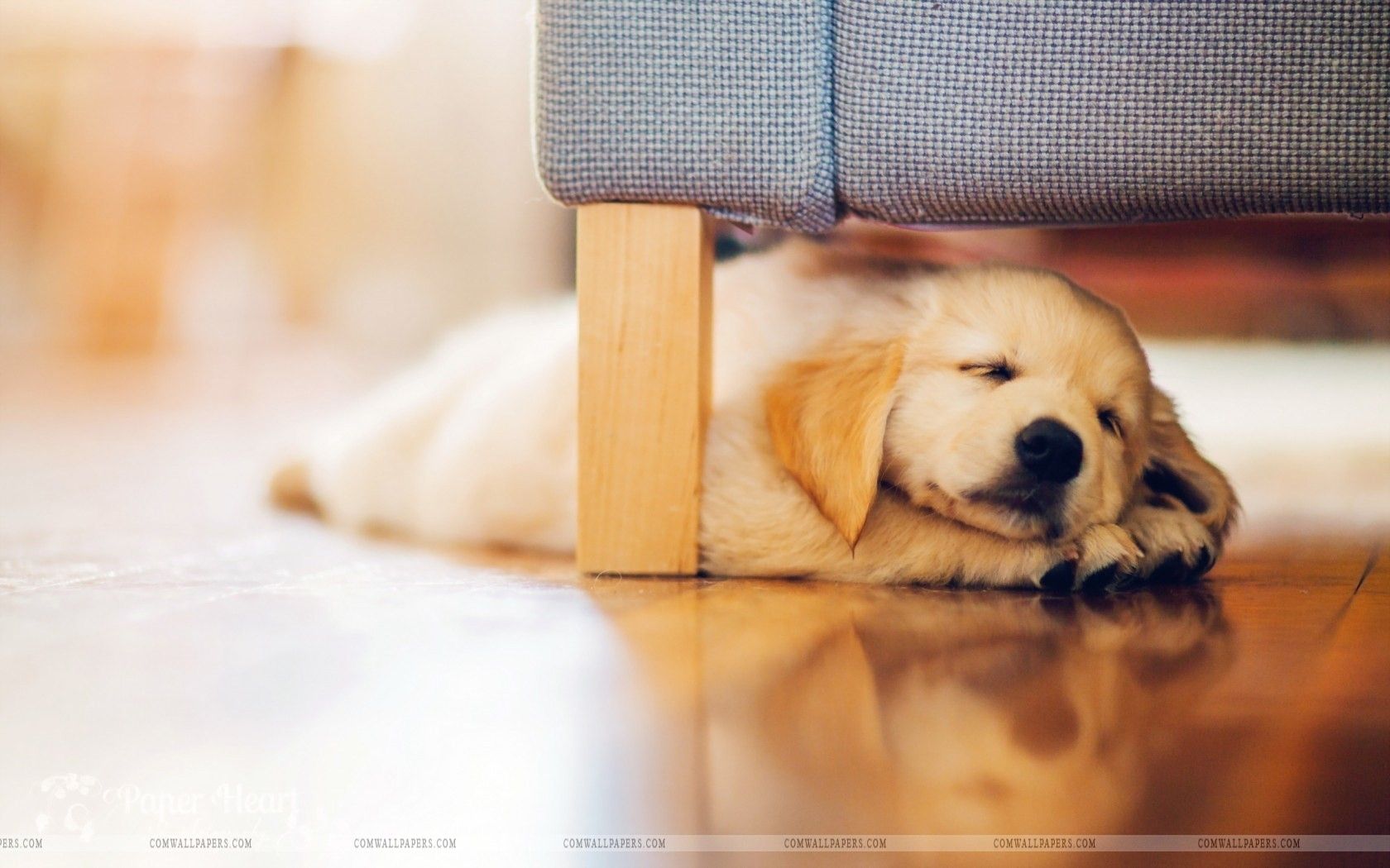 Golden Retriever Puppy Wallpaper Hd - HD Wallpaper 