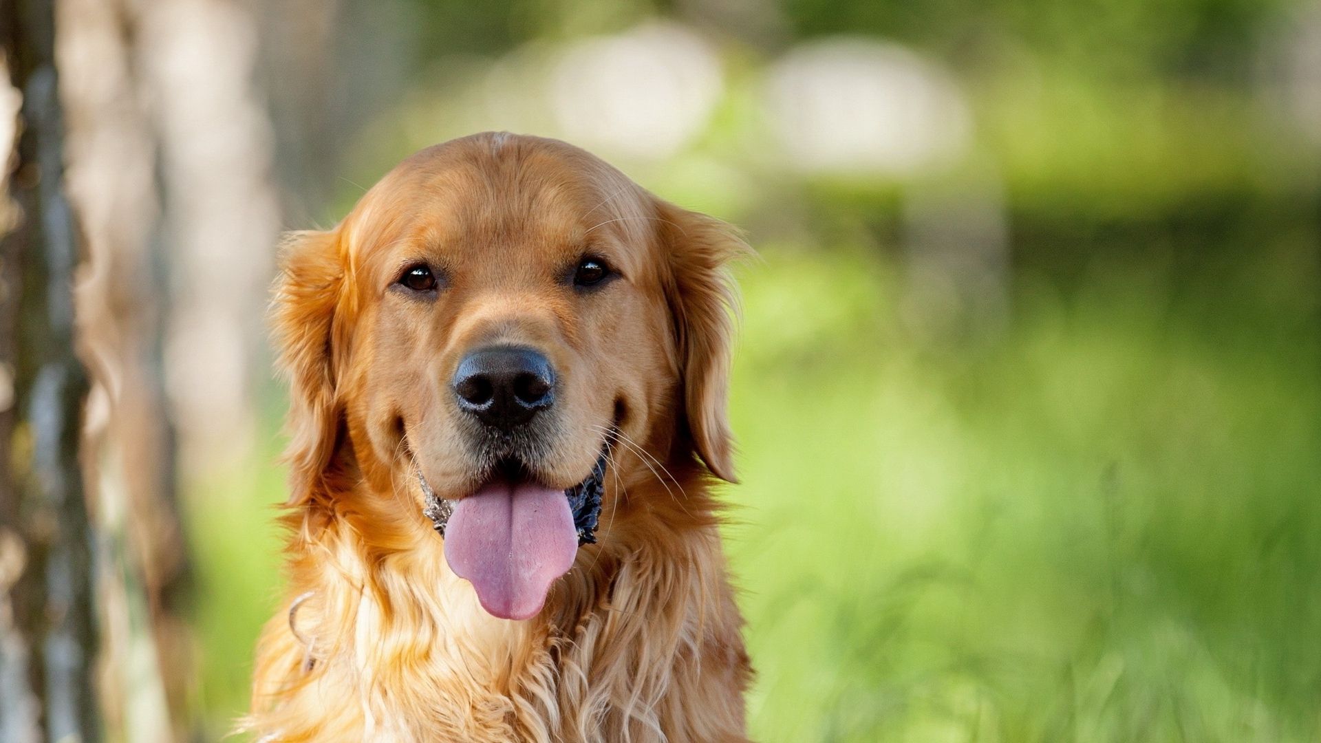 Lovely Golden Retriever - HD Wallpaper 