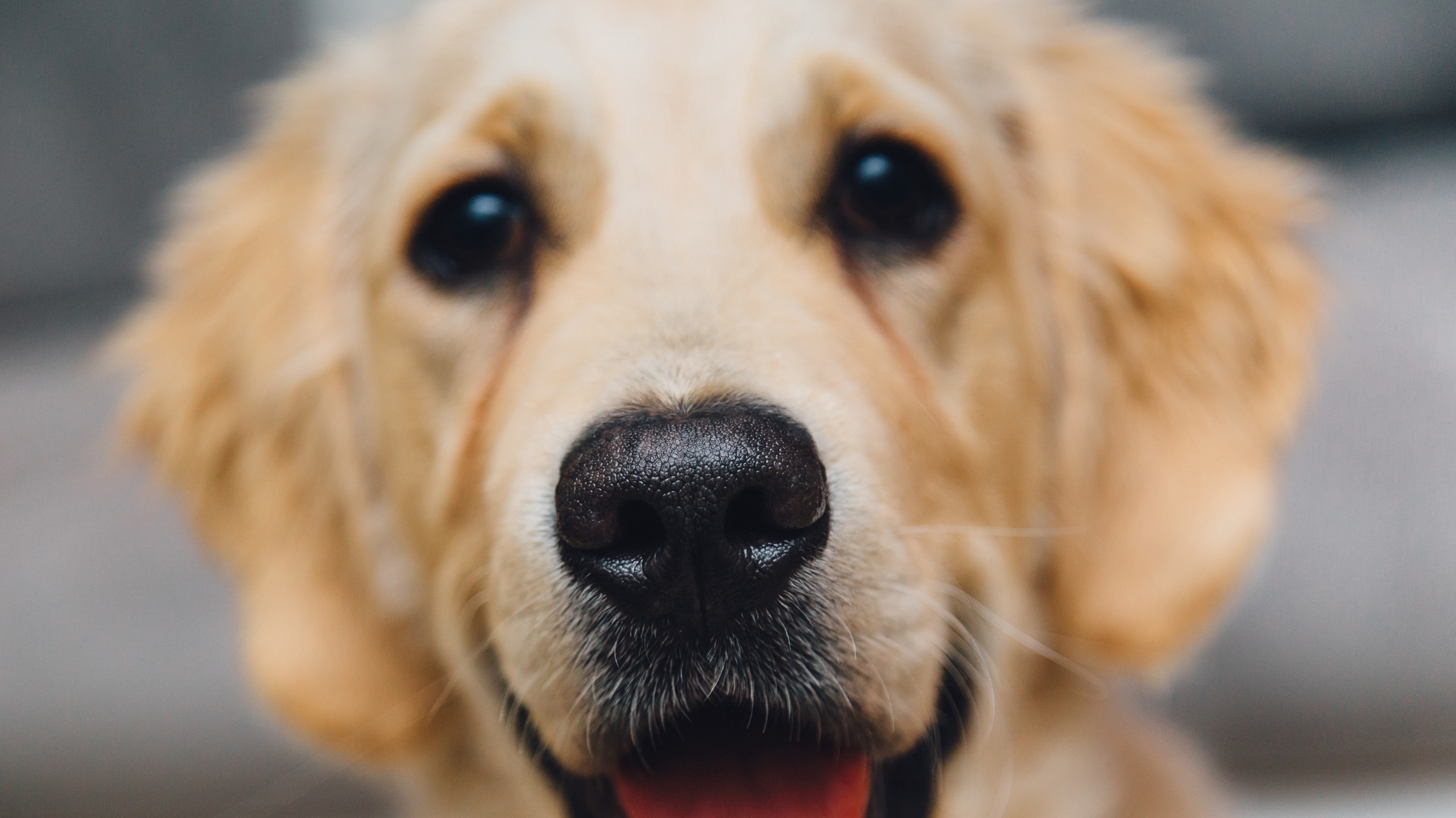Wallpaper Golden Retriever, Dog, Puppy, Muzzle - HD Wallpaper 