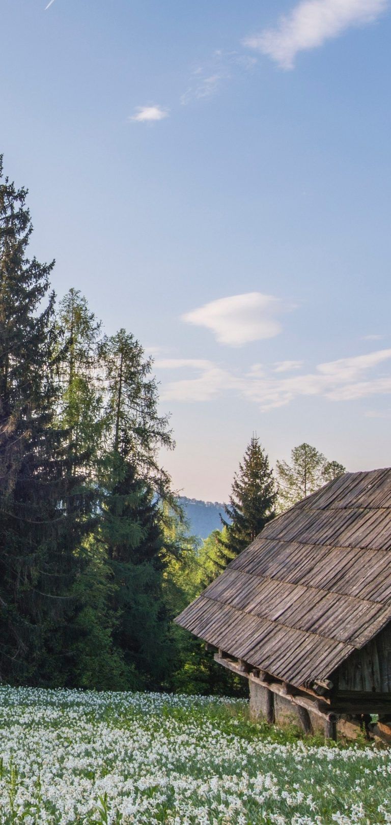 Zenfone Max Pro M2 Wallpaper Nature 768x1621 Wallpaper Teahub Io