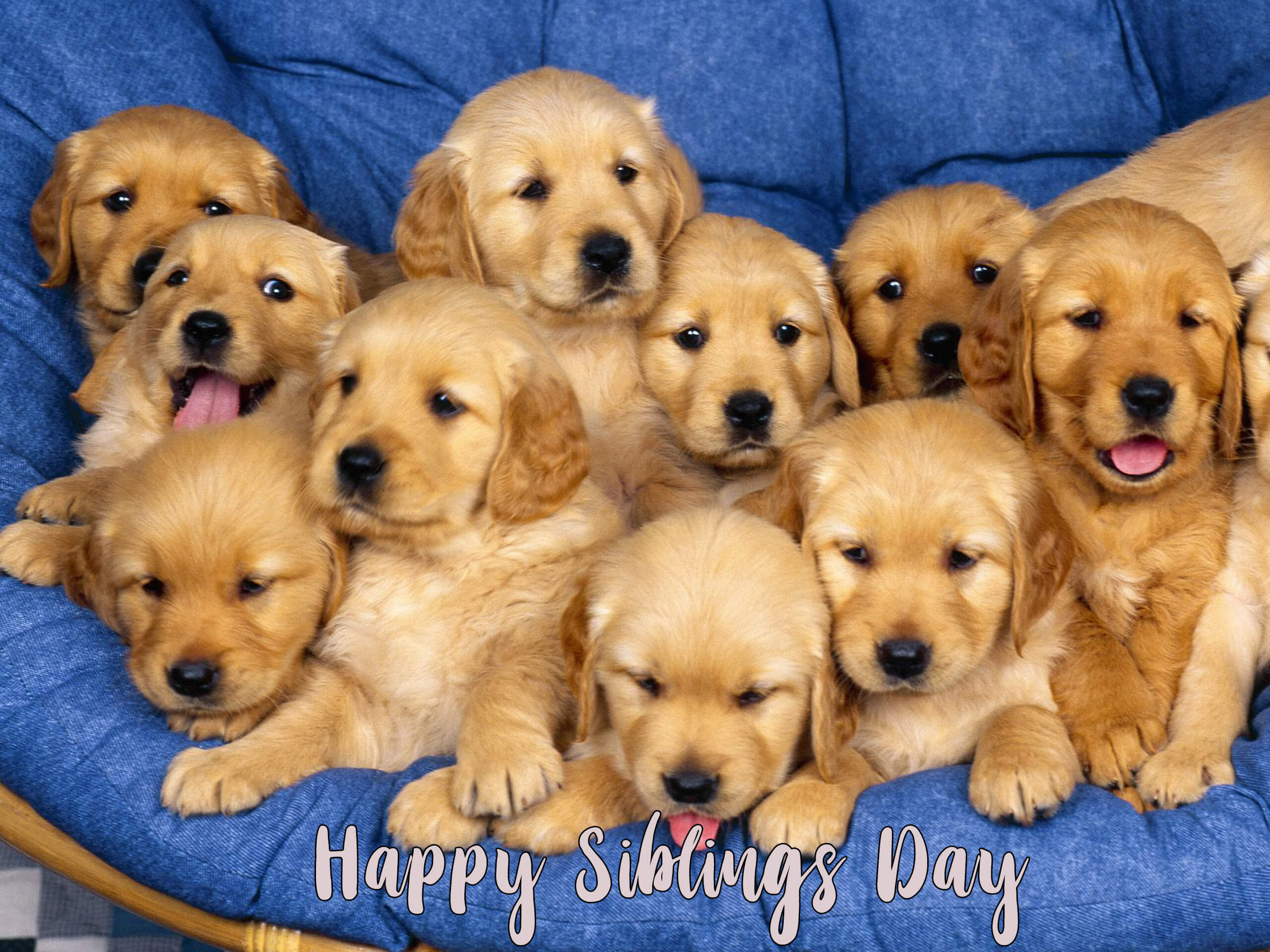 Happy National Siblings Day Golden Retriever Puppies - Baby Golden Retriever - HD Wallpaper 