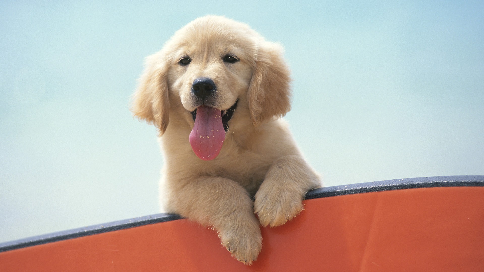 Puppy Sticking Its Tongue Out - HD Wallpaper 