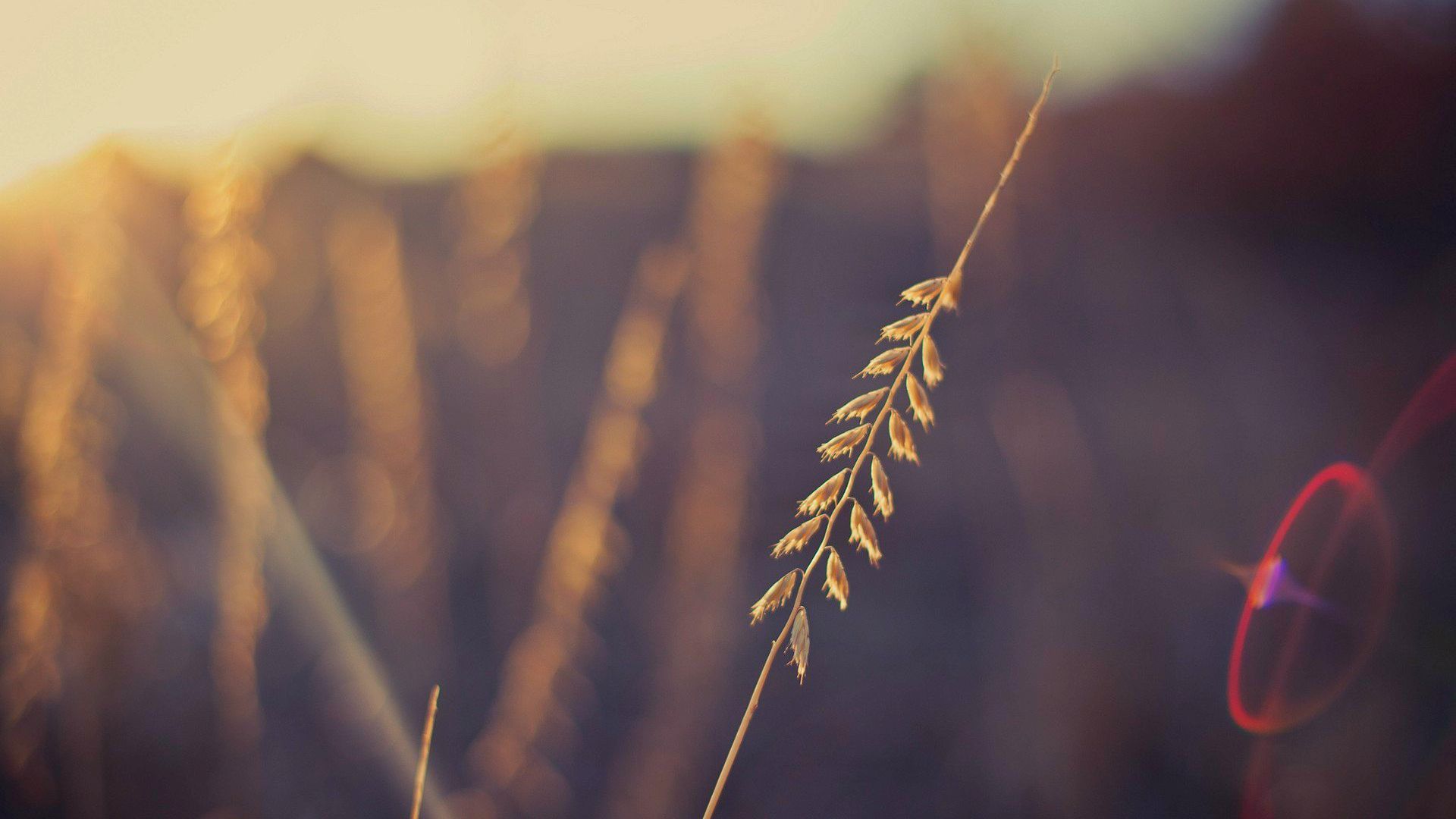 Depth Of Field Plant Hd Desktop Wallpapers 4k Hd - Wallpaper - HD Wallpaper 