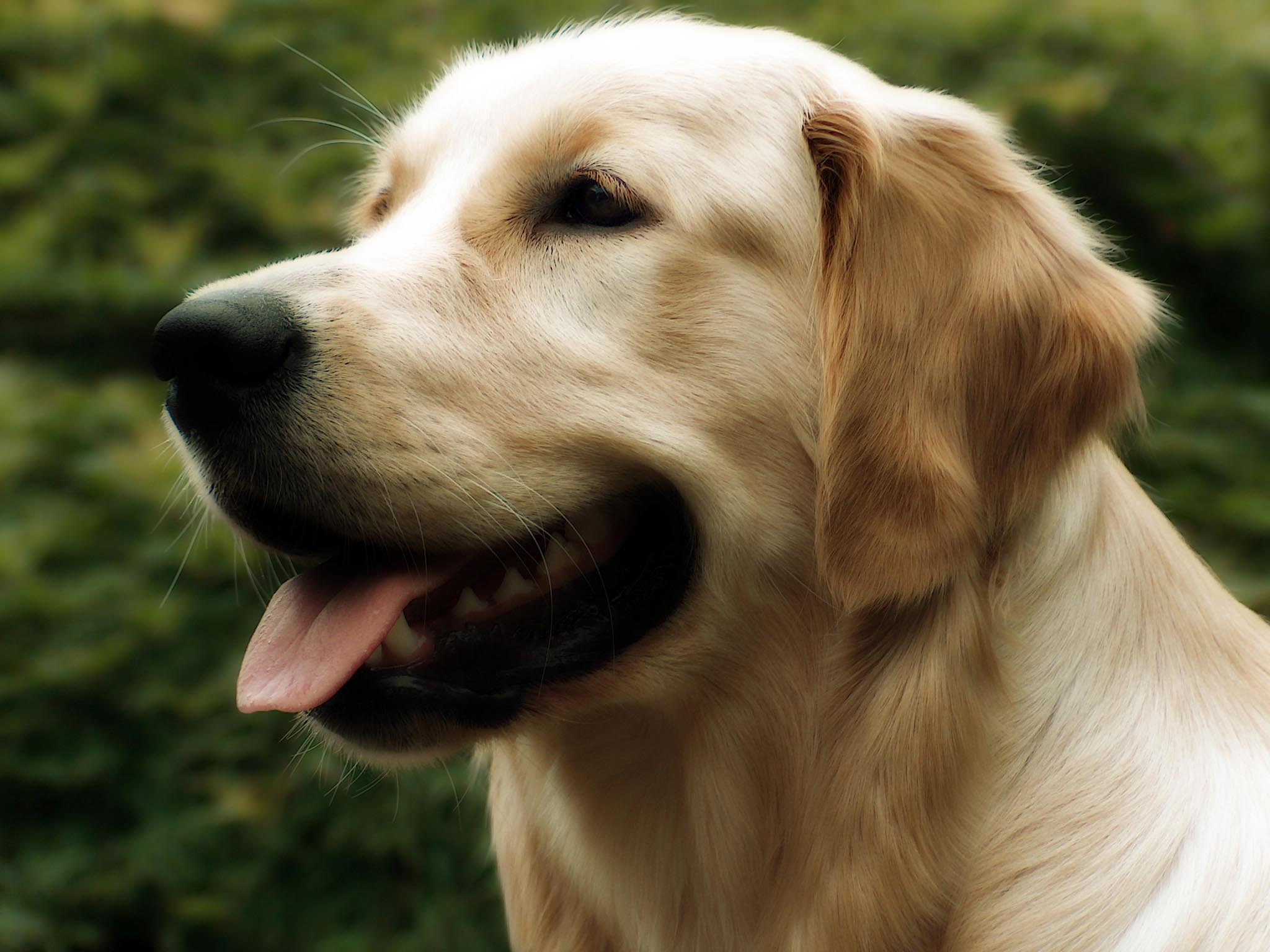 Desktop Images Golden Retriever Dog Download - Yellow Lab Backgrounds - HD Wallpaper 