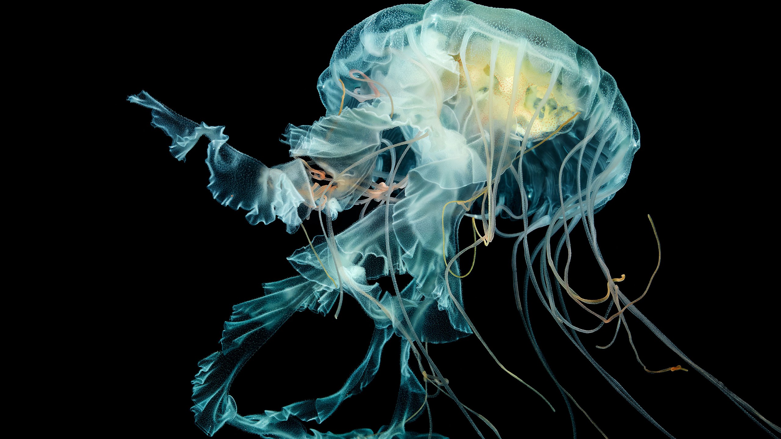 Jellyfish Puzzle - HD Wallpaper 