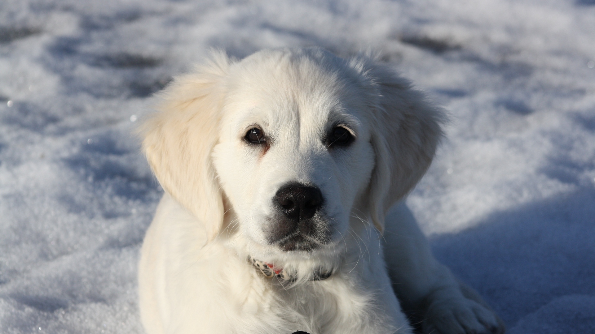 Wallpaper Golden Retriever, Puppy, White, Snow, Winter - Golden Retriever White Wallpaper Puppies - HD Wallpaper 