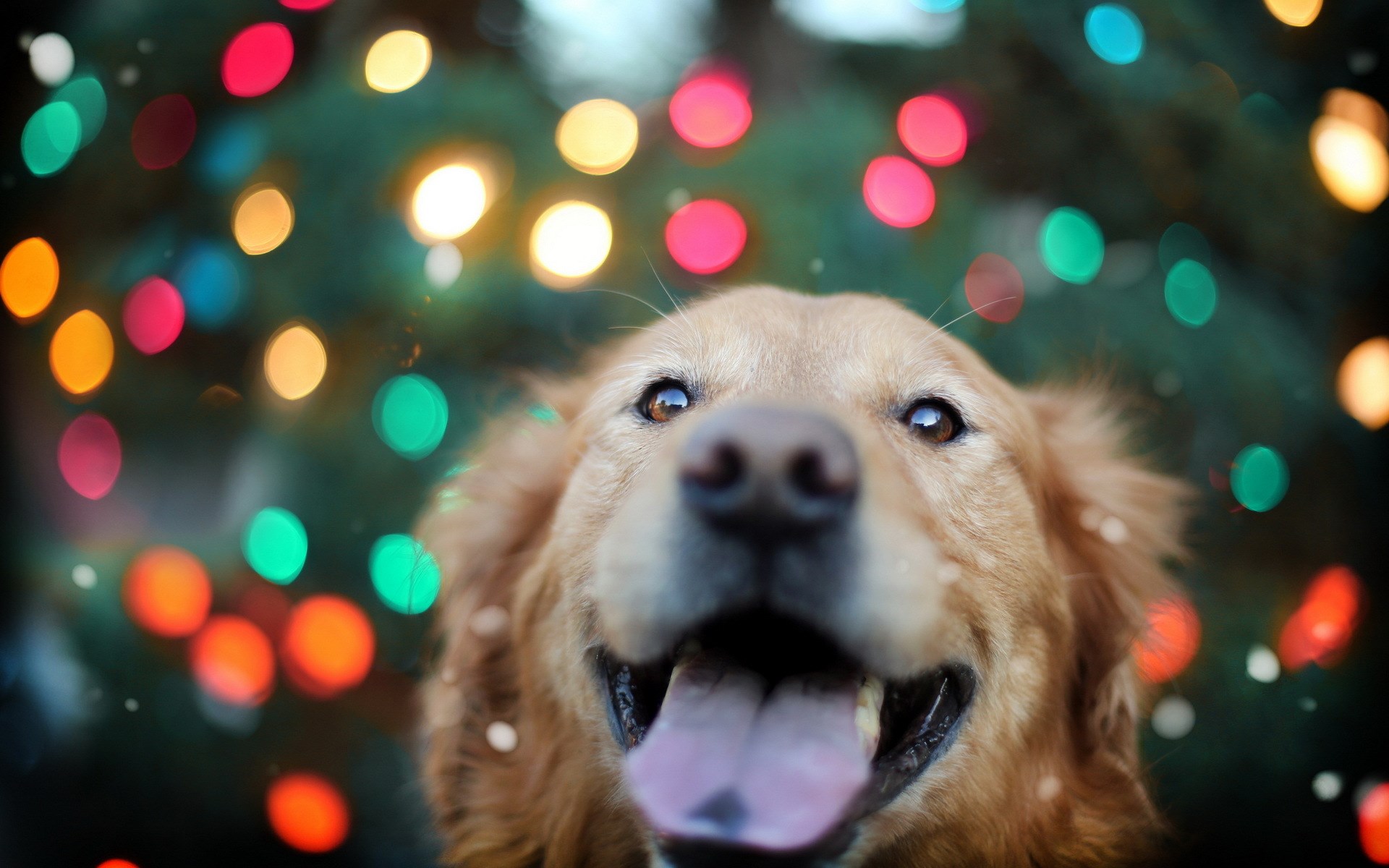 Golden Retriever Wallpaper - Christmas Wallpaper Dog - HD Wallpaper 