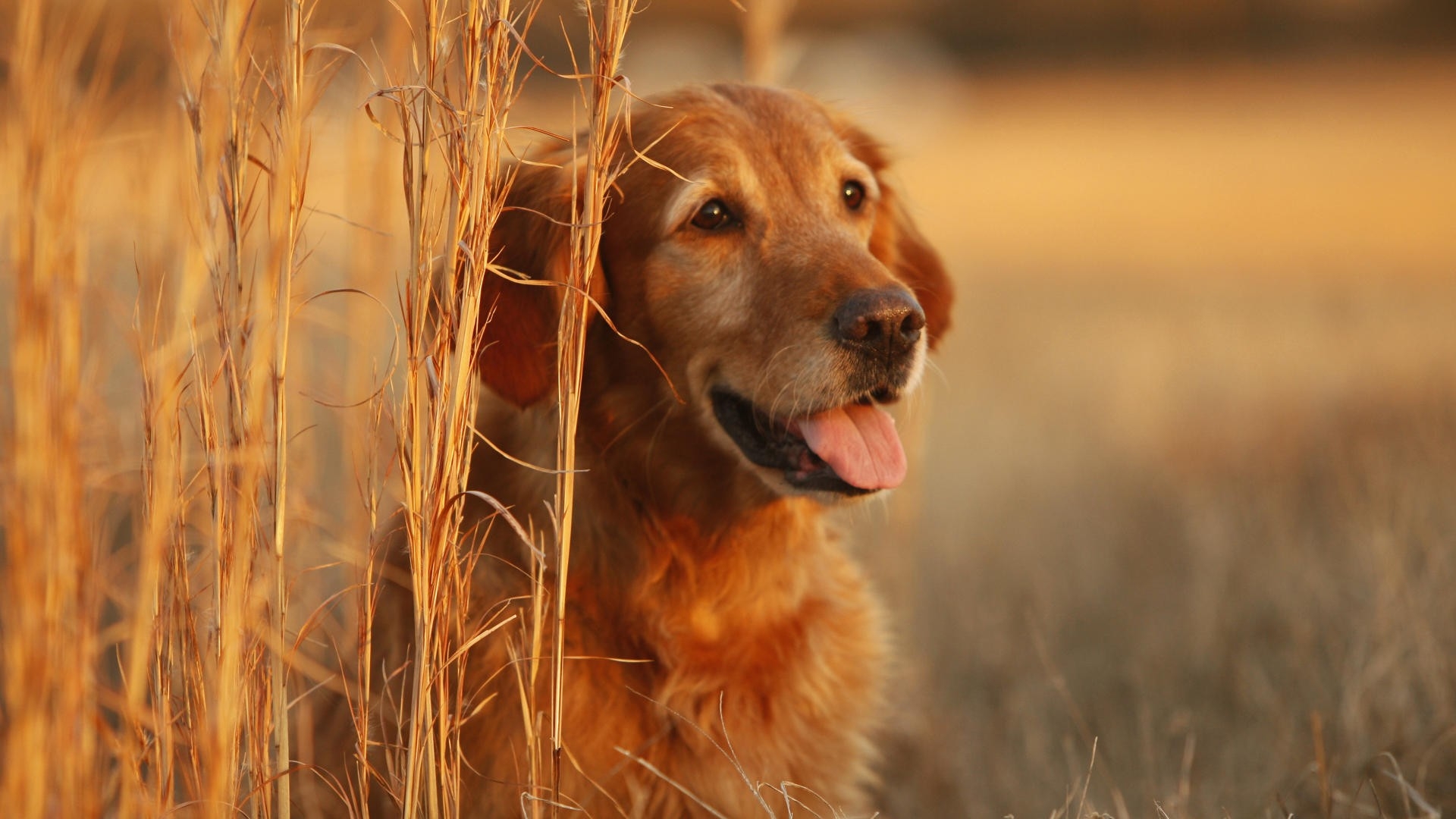 Golden Retriever Wallpaper 4k - HD Wallpaper 