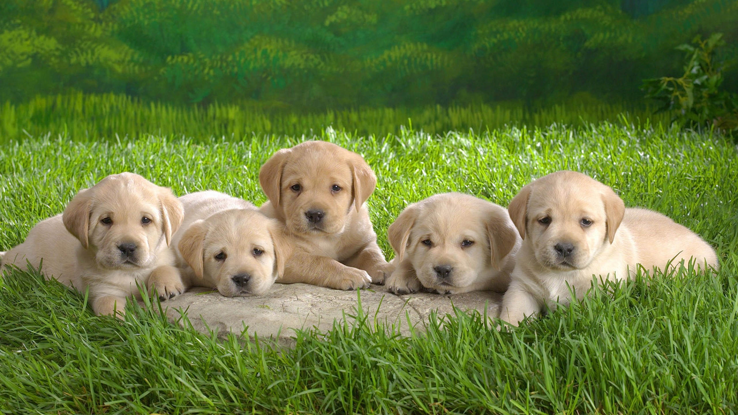 Cute Labrador Puppies Wallpapers Hd Free - Puppies Wallpaper For Desktop -  1920x1200 Wallpaper 