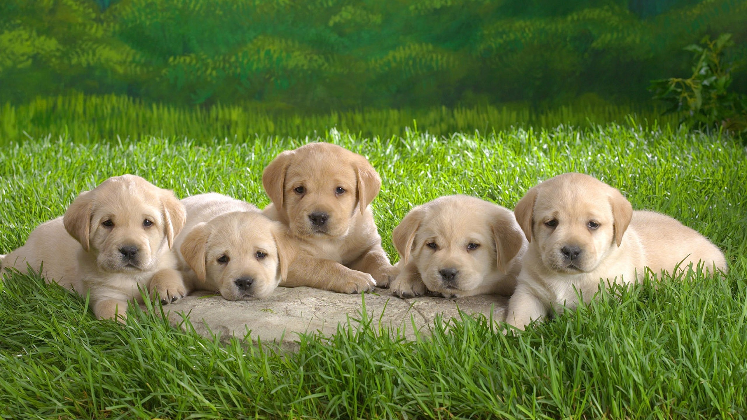 Cute Labrador Puppies Wallpapers Hd Free - Puppies Wallpaper For Desktop - HD Wallpaper 