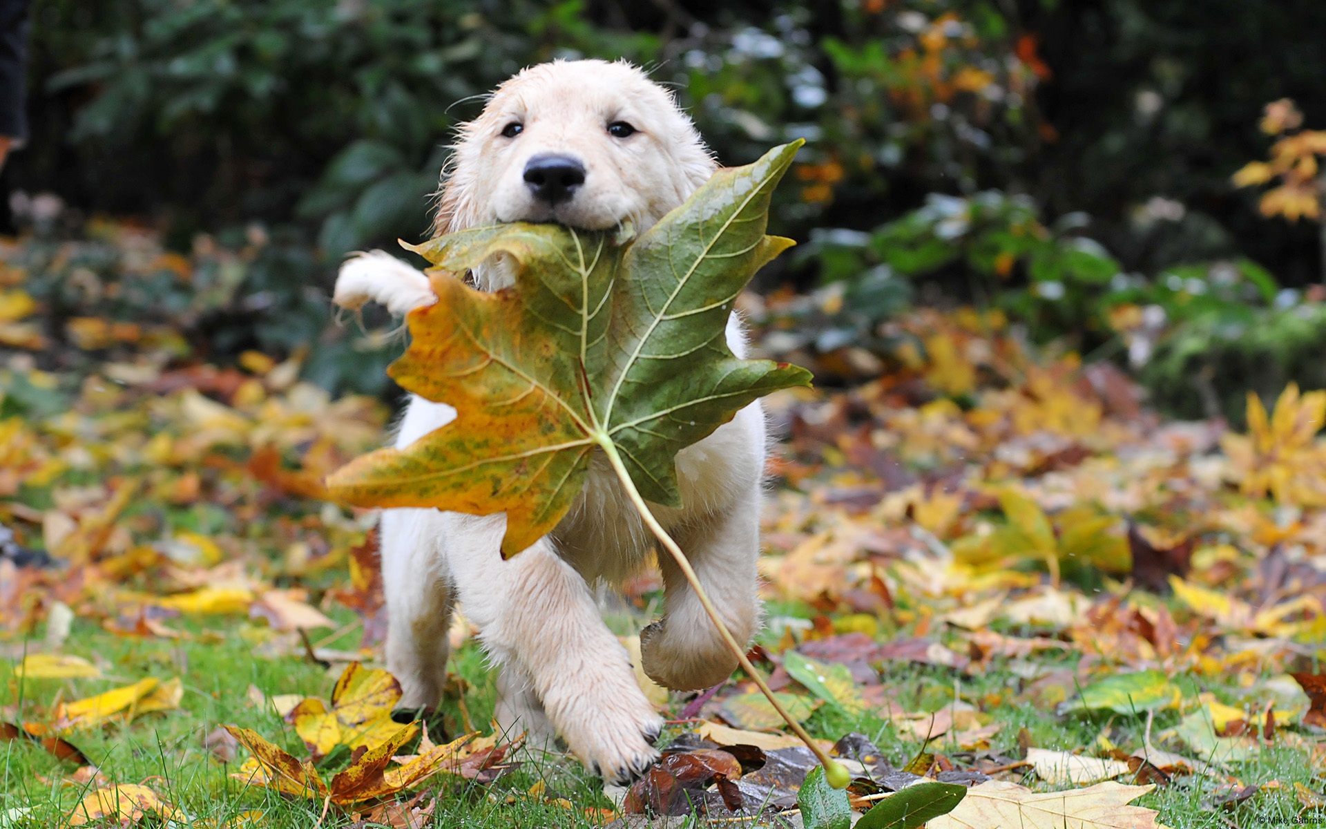Golden Retriever 6217 Wallpaper - Fall Animal - HD Wallpaper 
