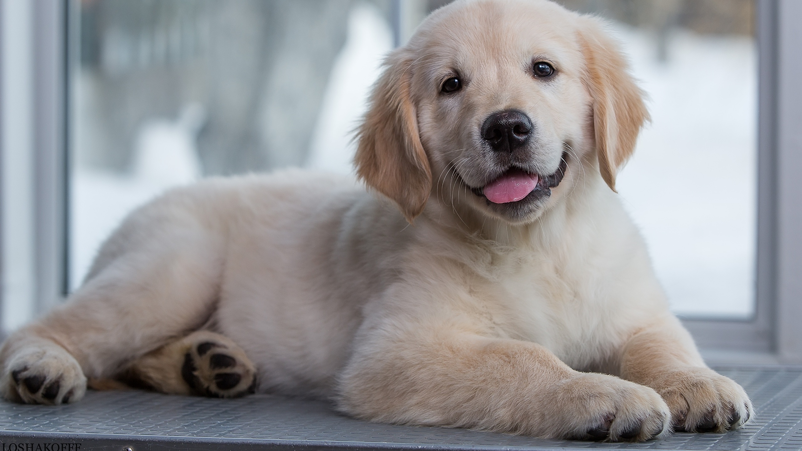 Cute Golden Retriever Puppy - HD Wallpaper 