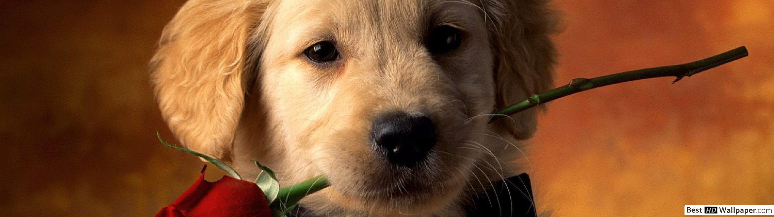 Dog With Rose Gif - HD Wallpaper 