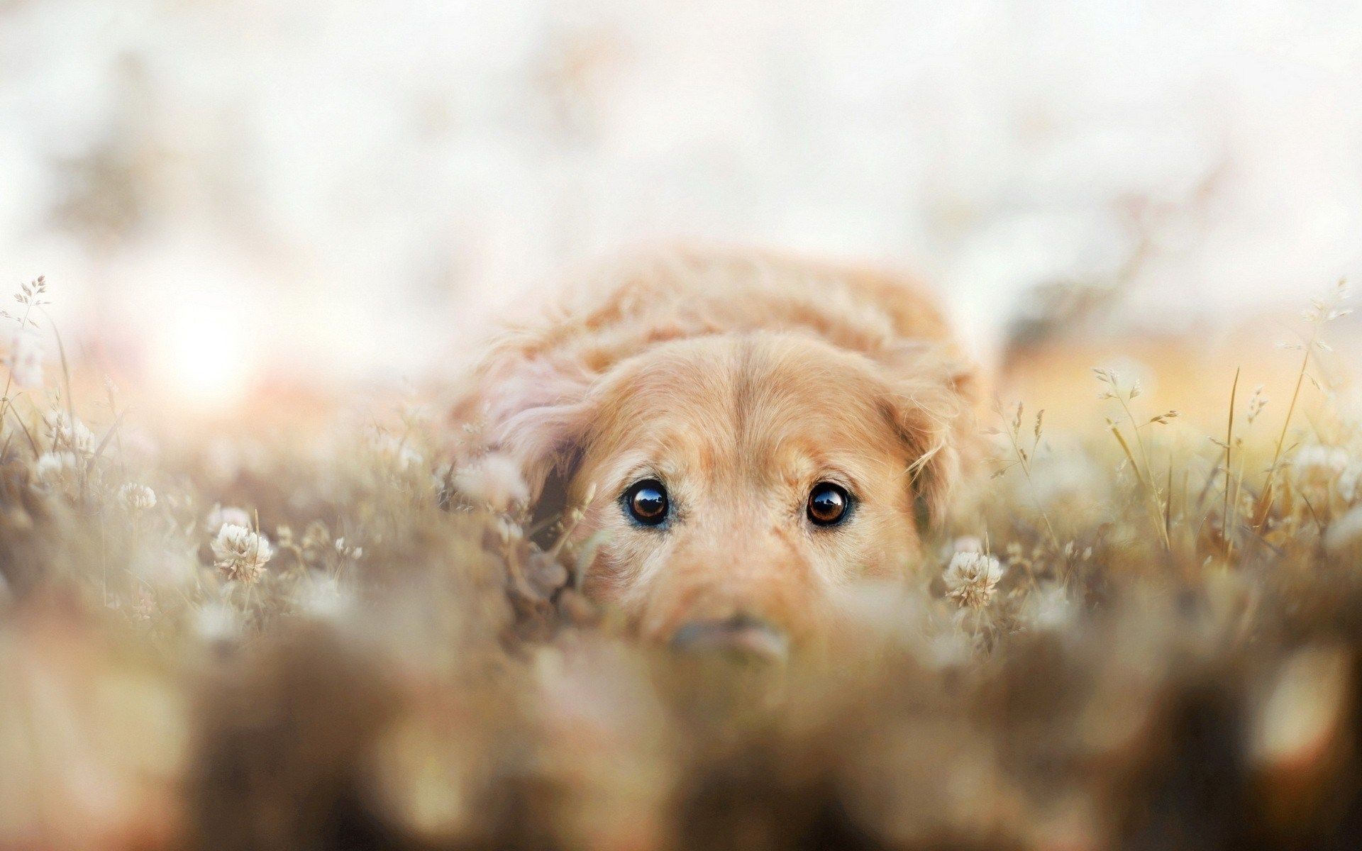 Golden Retriever Photography - HD Wallpaper 