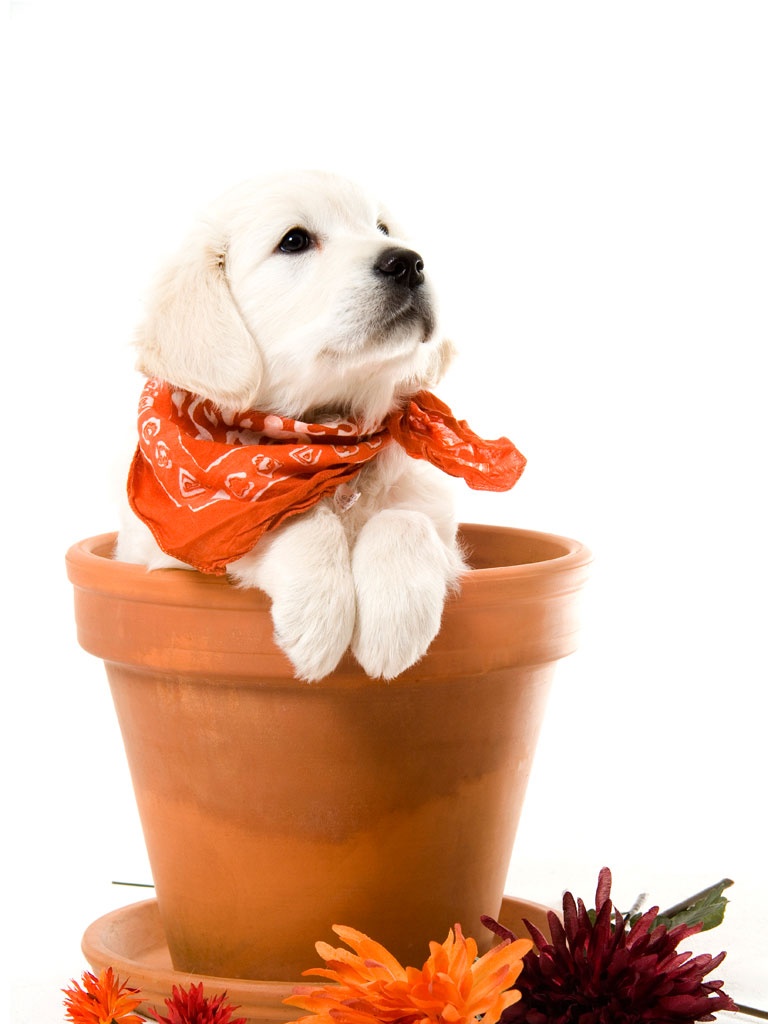 Cute Puppies - HD Wallpaper 