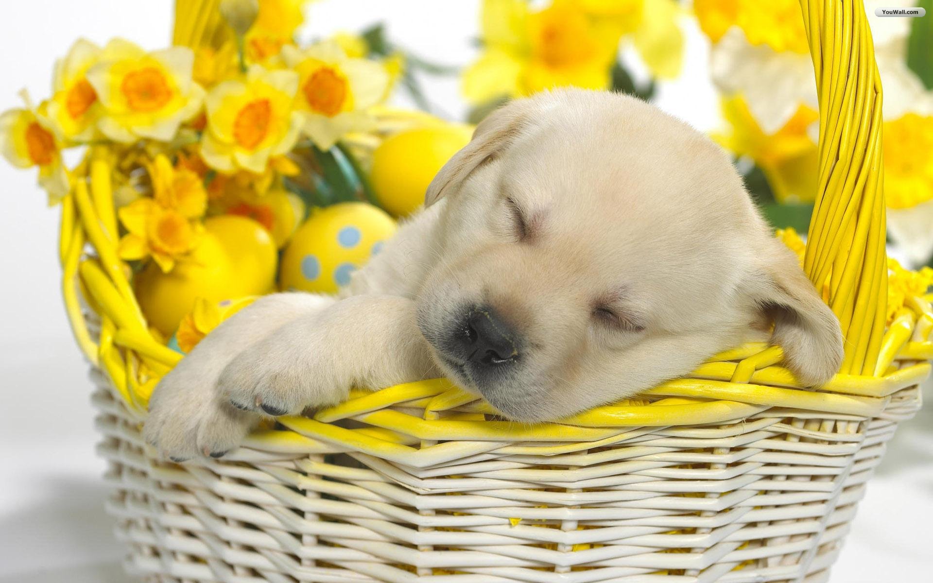 Golden Retriever Puppy Wallpapers Hd Wallpapers - Puppy Easter - HD Wallpaper 