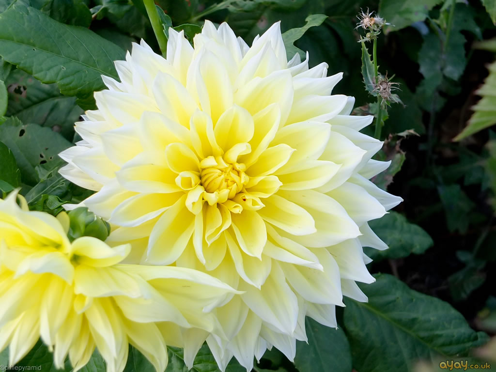 Decorative Yellow And White Double Dahlia - 1080p 4k Resolution Wallpaper 4k - HD Wallpaper 