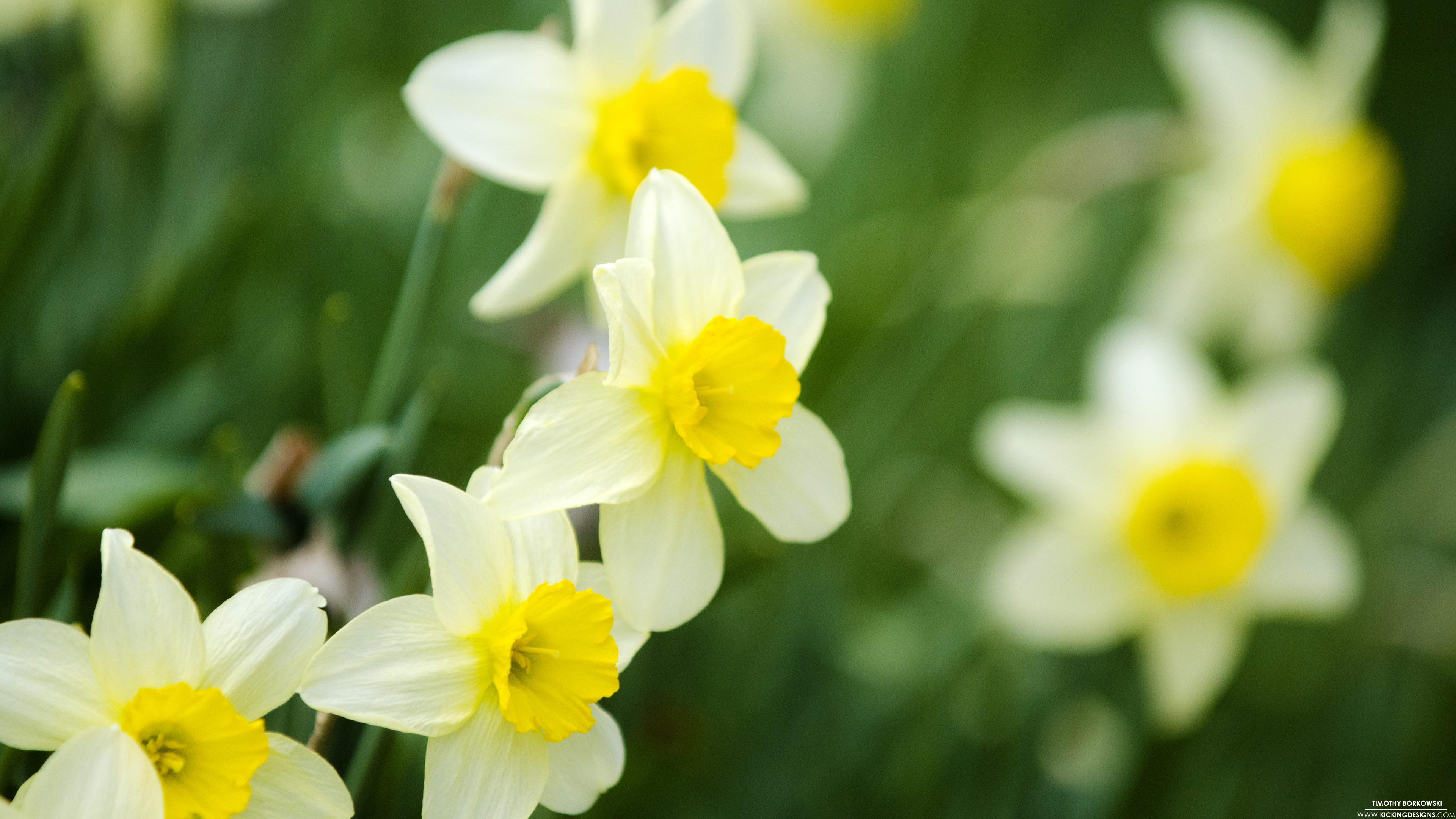 Yellow And White Daffodils - HD Wallpaper 