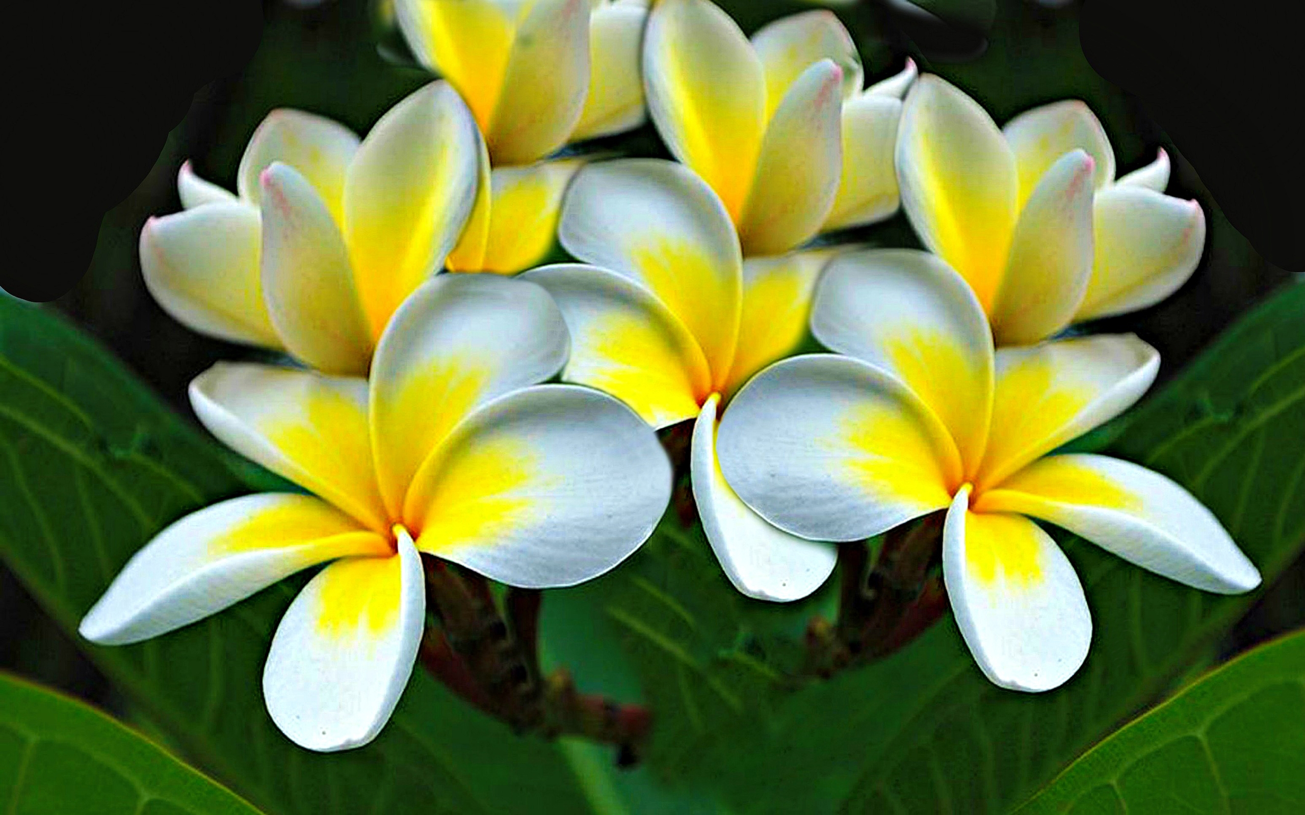 Plumeria Flower - HD Wallpaper 