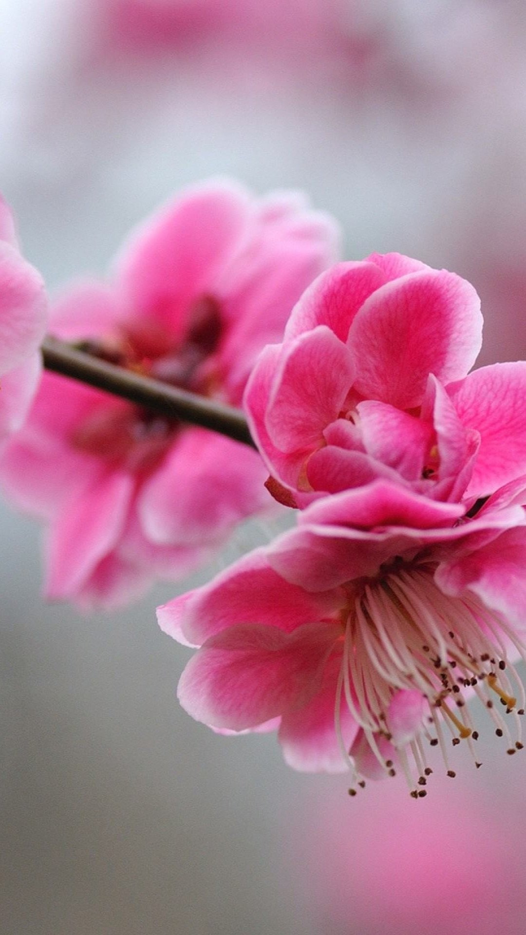 Cute Girly Iphone 6 Plus Wallpapers - Самые Яркие Широкоформатные Обои На Рабочии Стол - HD Wallpaper 