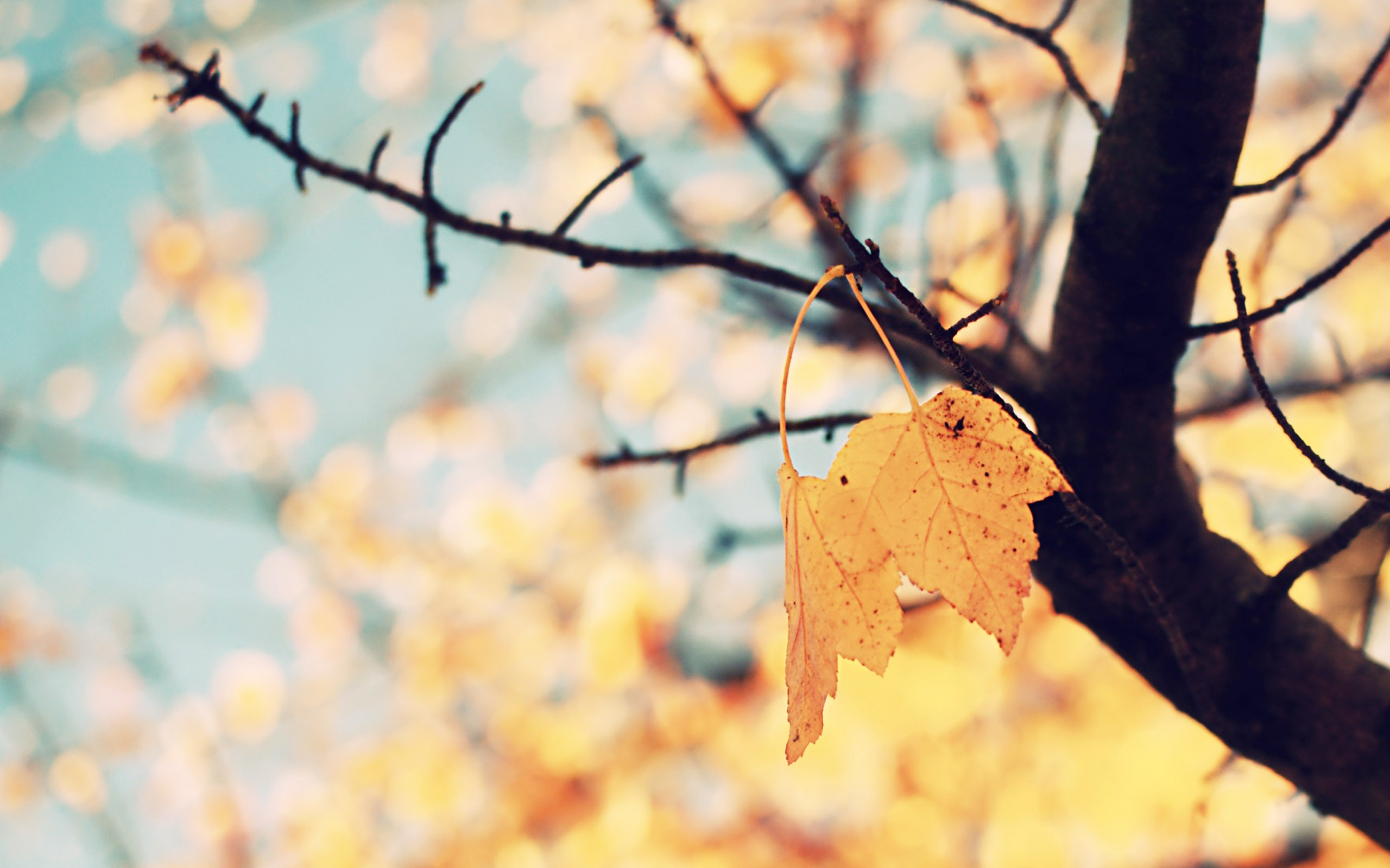 Pretty Fall Background - HD Wallpaper 