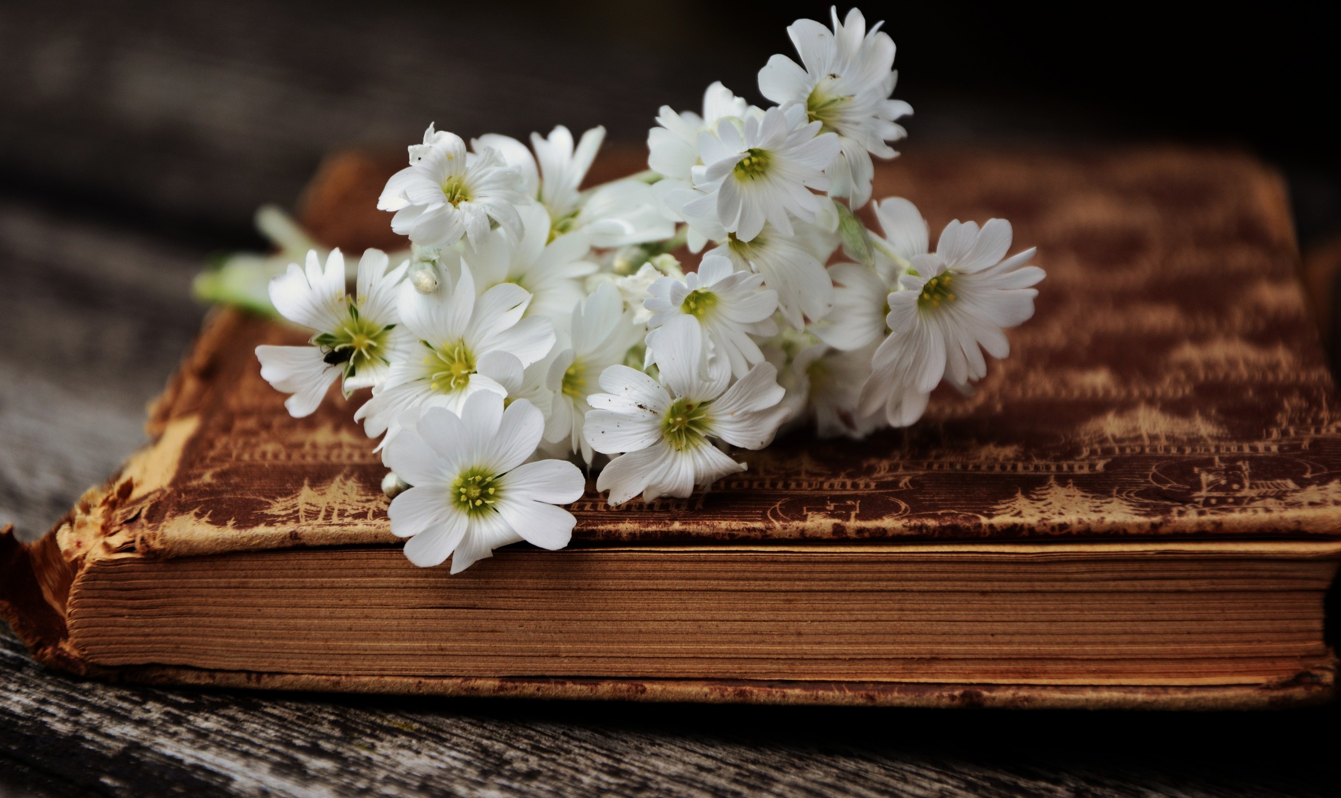 White Flowers, Old Book - Photography Vintage Wallpaper Hd - HD Wallpaper 