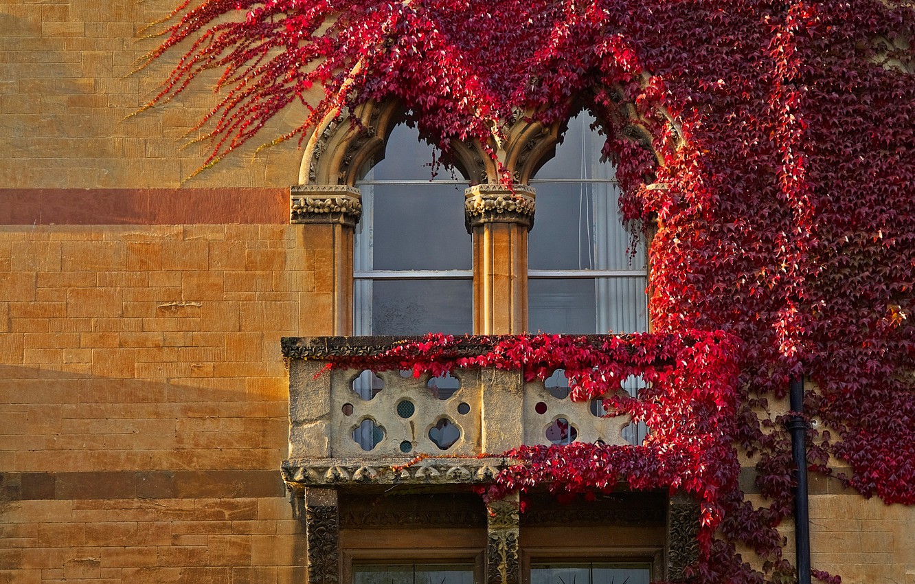 Photo Wallpaper Autumn, England, Window, Ivy, Oxford - Decoration - HD Wallpaper 
