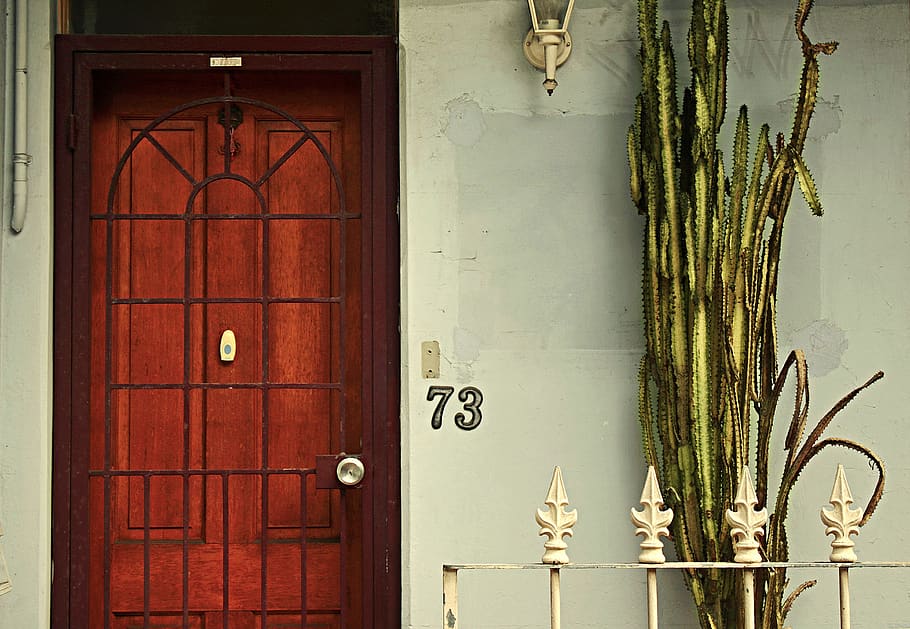 Green Plants Near Brown Wooden Door, Australia, Paddington, - Mr. Cooper - HD Wallpaper 