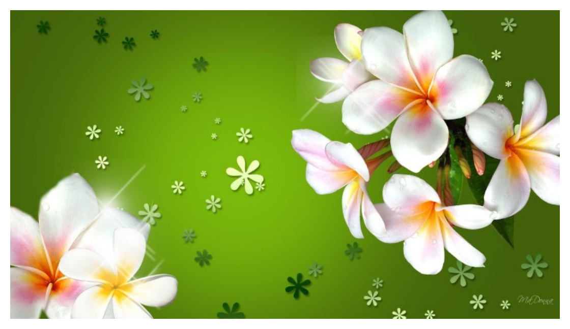 Best Design Of Plumeria Flowers Wallpaper For Mobile - Green Background Color Flowers - HD Wallpaper 