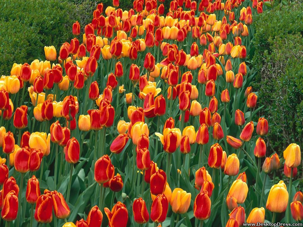 Oxford Elite Tulips, Prospect Park, Holland, Michigan - Oxford Elite Tulip - HD Wallpaper 